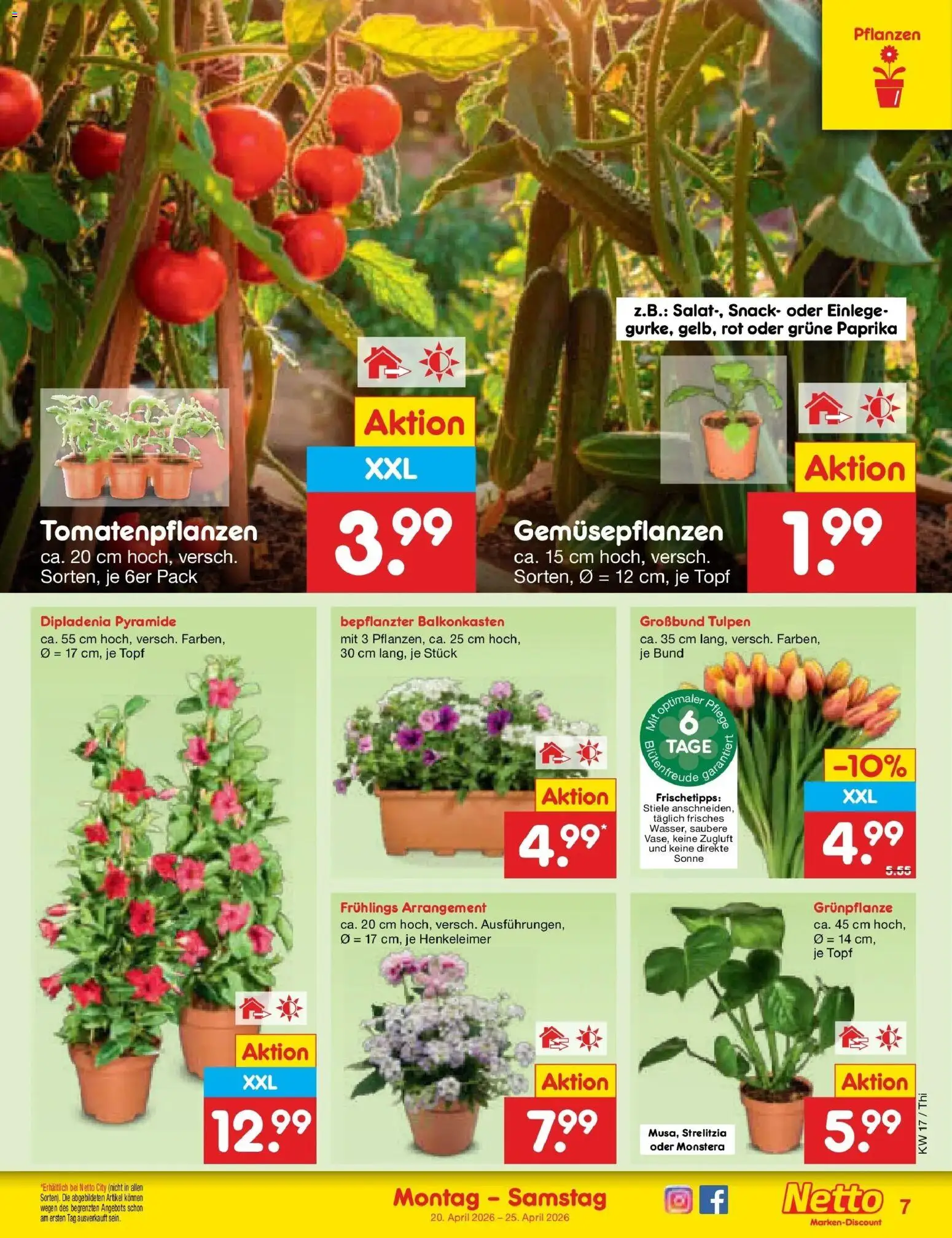 Netto Marken-Discount Prospekt Pirna	 – gültig ab 20.04.2026 | Seite: 9 | Produkte: Paprika
