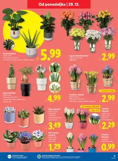 Lidl katalog akcije – veljaven od 23.12.2025 | Stran: 17 | Izdelki: Lončnice, Šopek, Kos