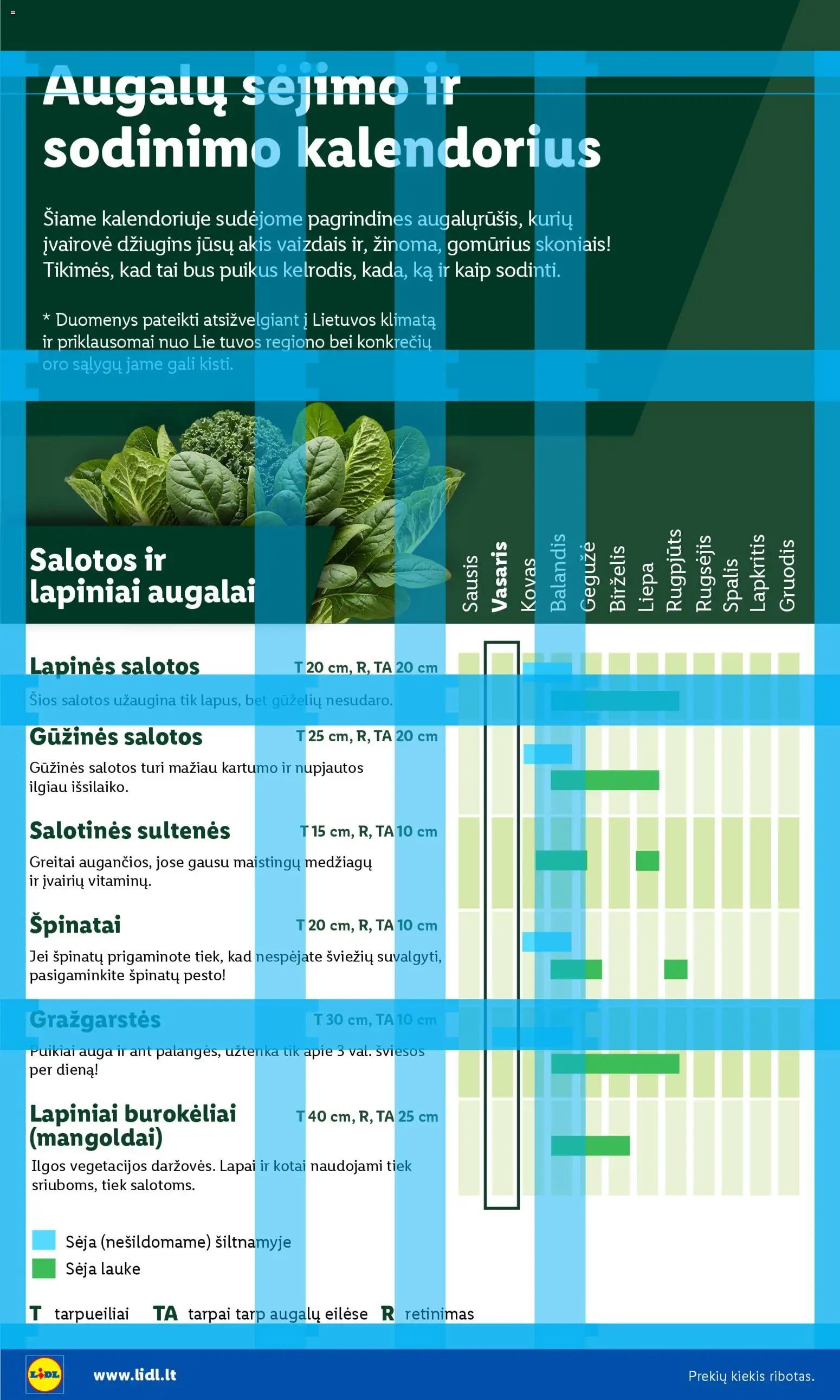 LIDL akcijos nuo 16.02.2026 | Puslapis: 4 | Prekių: Salotos