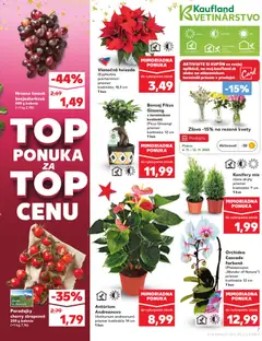 Kaufland leták platný od 06.11.2025 | Strana: 7 | Produkty: Paradajky, Kvety, Orchidea, Hrozno