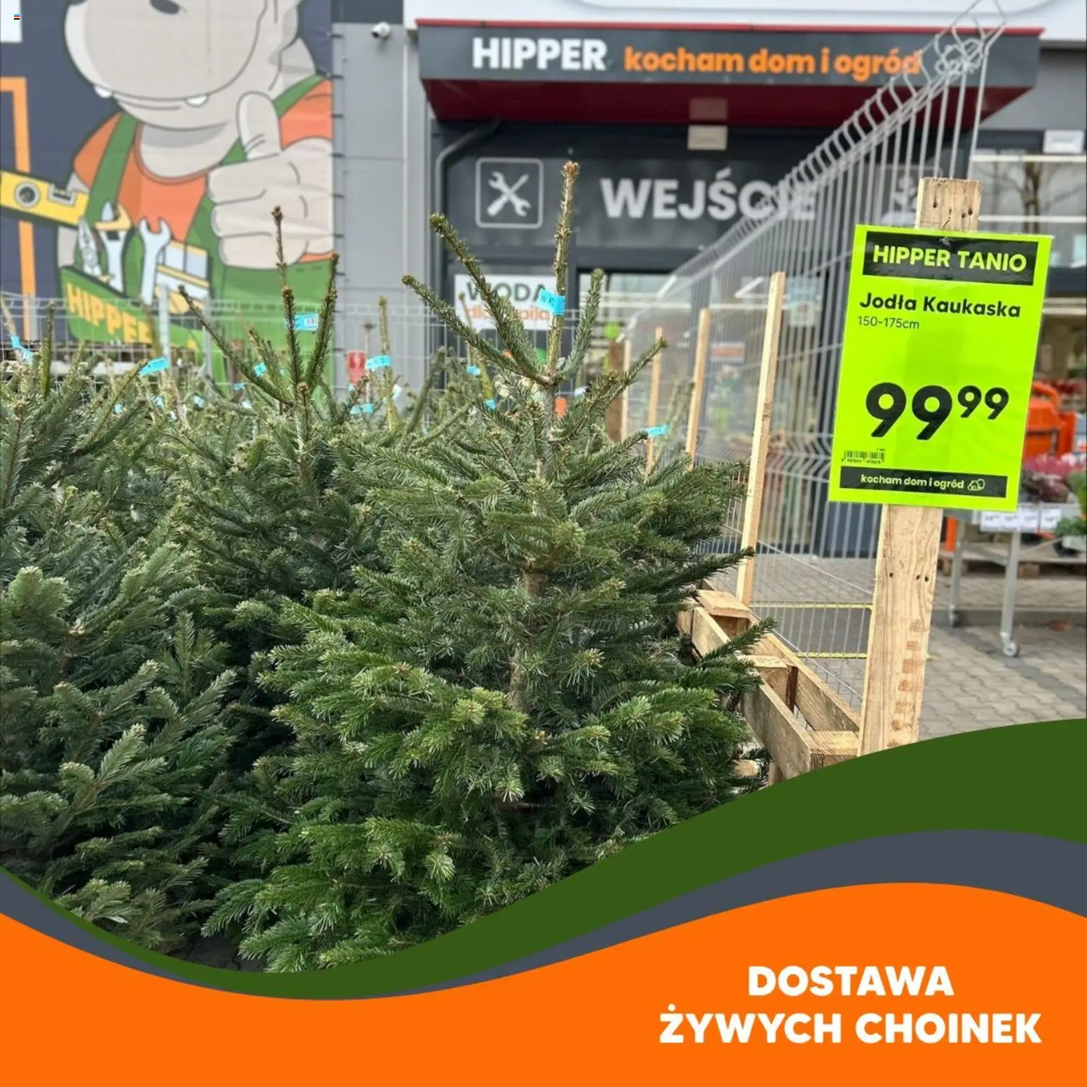 Hipper Gazetka od 21.11.2025 | Strona: 3 | Produkty: Jodła kaukaska
