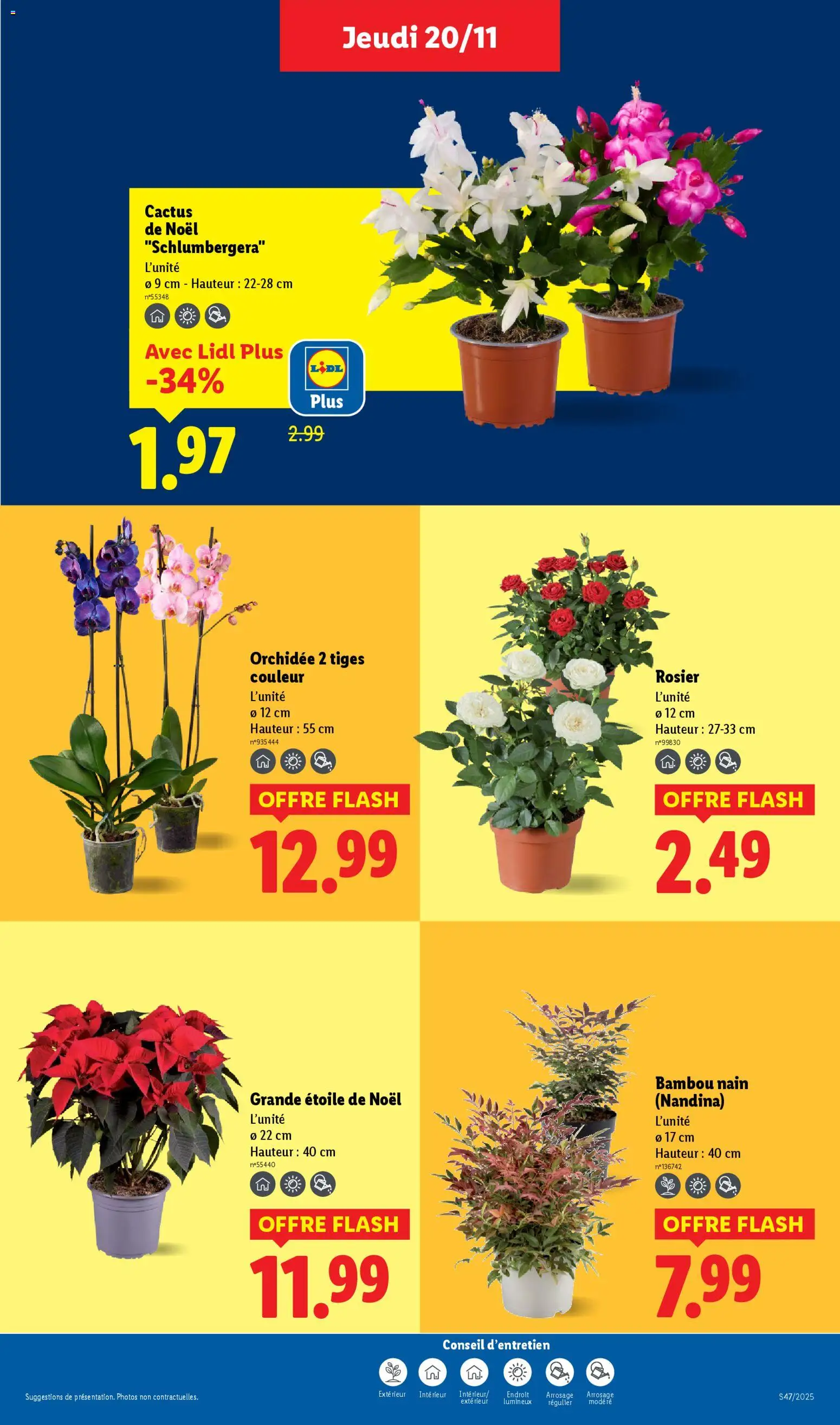 {H1} | Page: 37 | Produits: Poinsettia, Rosier, Orchidée