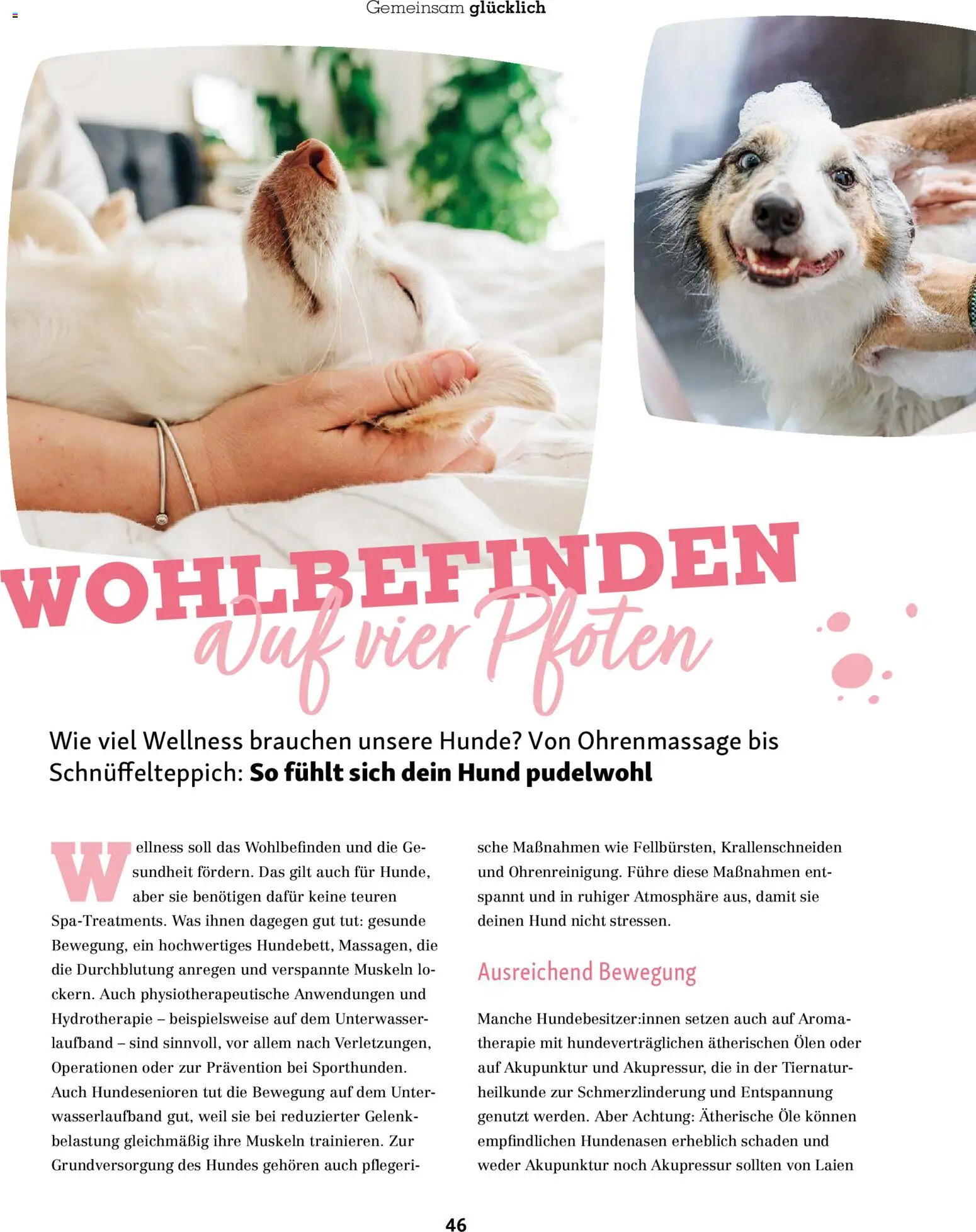 Fressnapf Friends Magazin – gültig ab 01.11.2025 | Seite: 46 | Produkte: Laufband