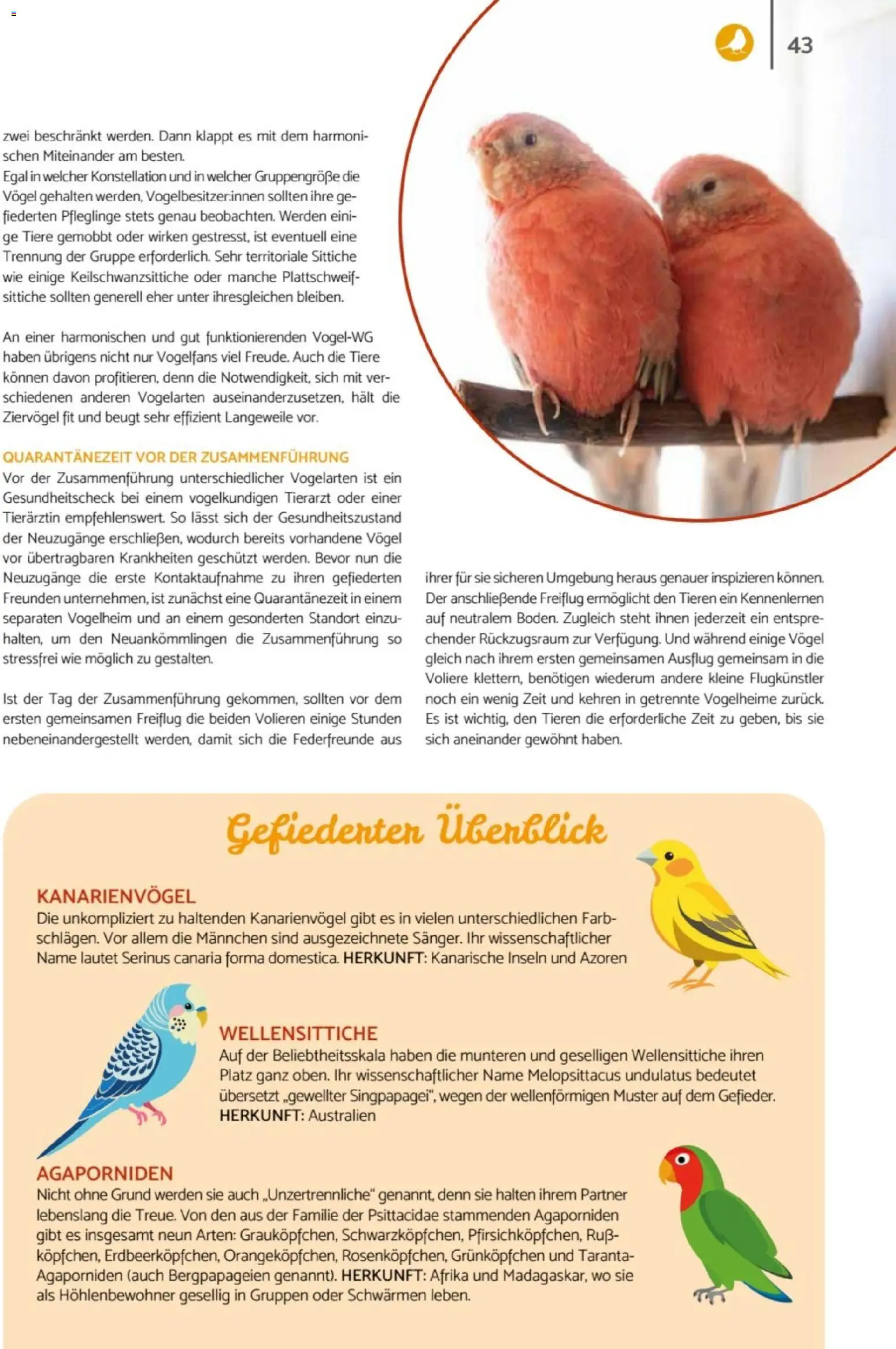 zookauf - Heimtier Journal – gültig ab 01.12.2025 | Seite: 43