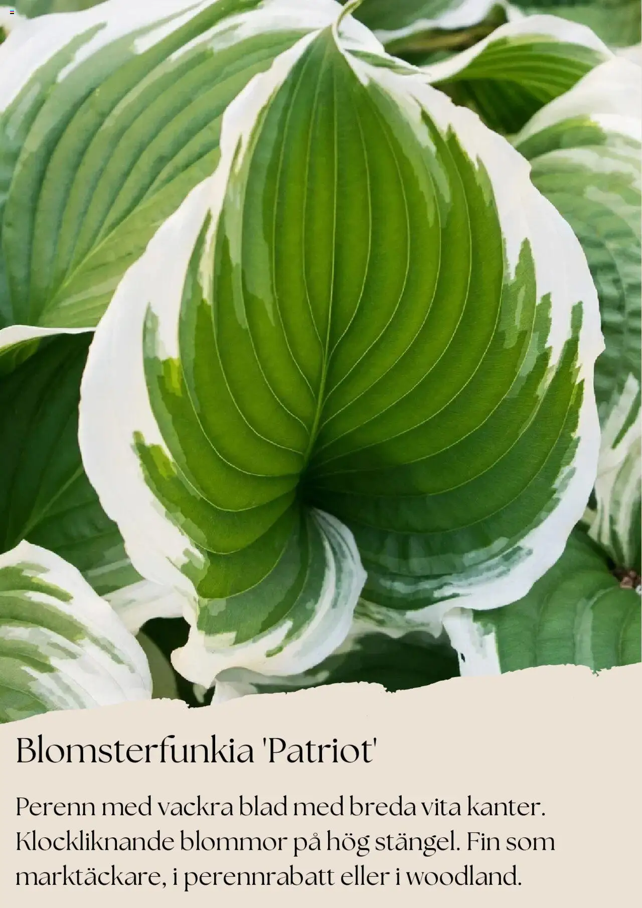 Plantagen reklamblad aktuell från 01.08.2025 | Sida: 9