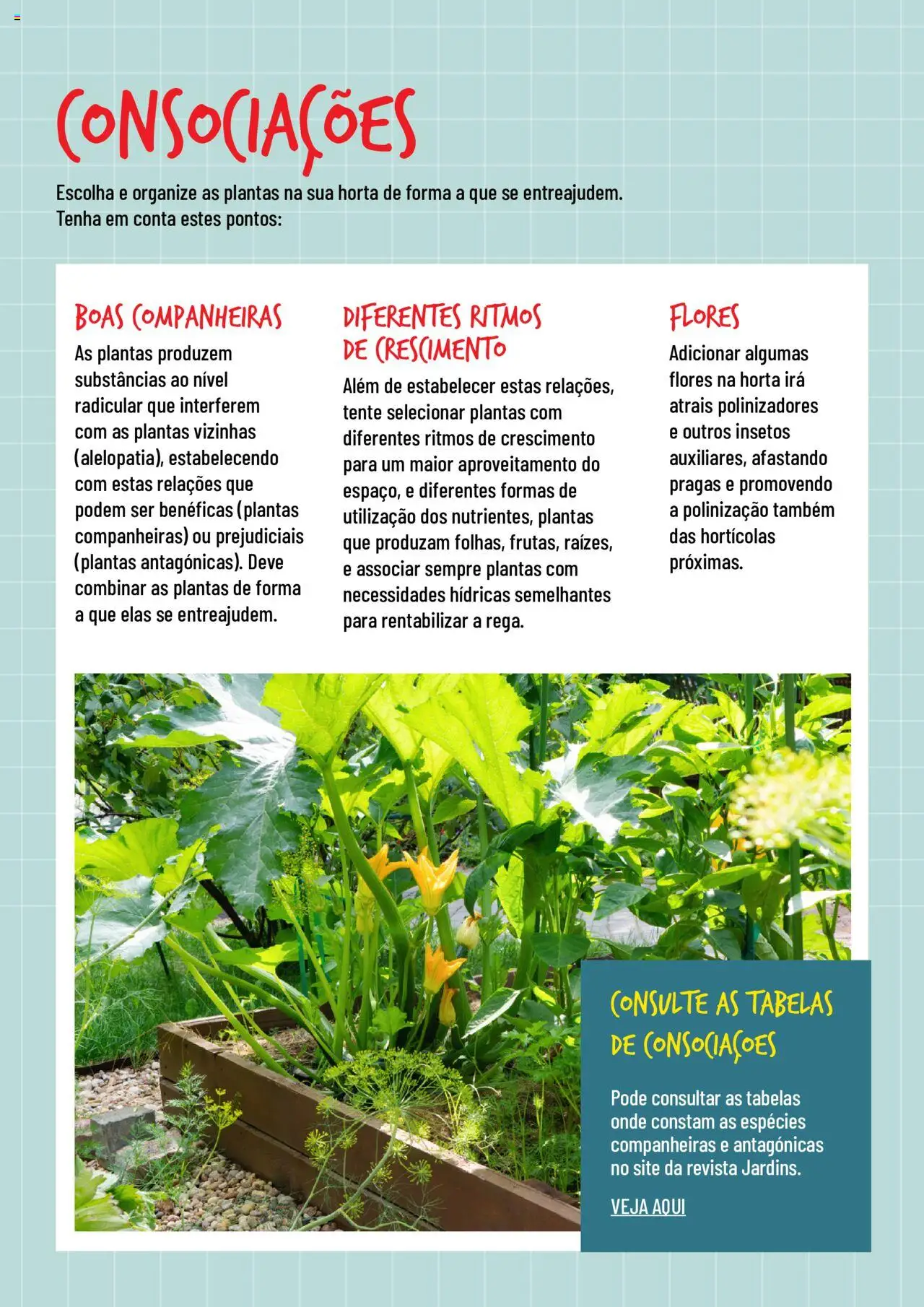 BricoMarché Hortas │ válido de 17.01.2024 | Página: 3 | Produtos: Flores