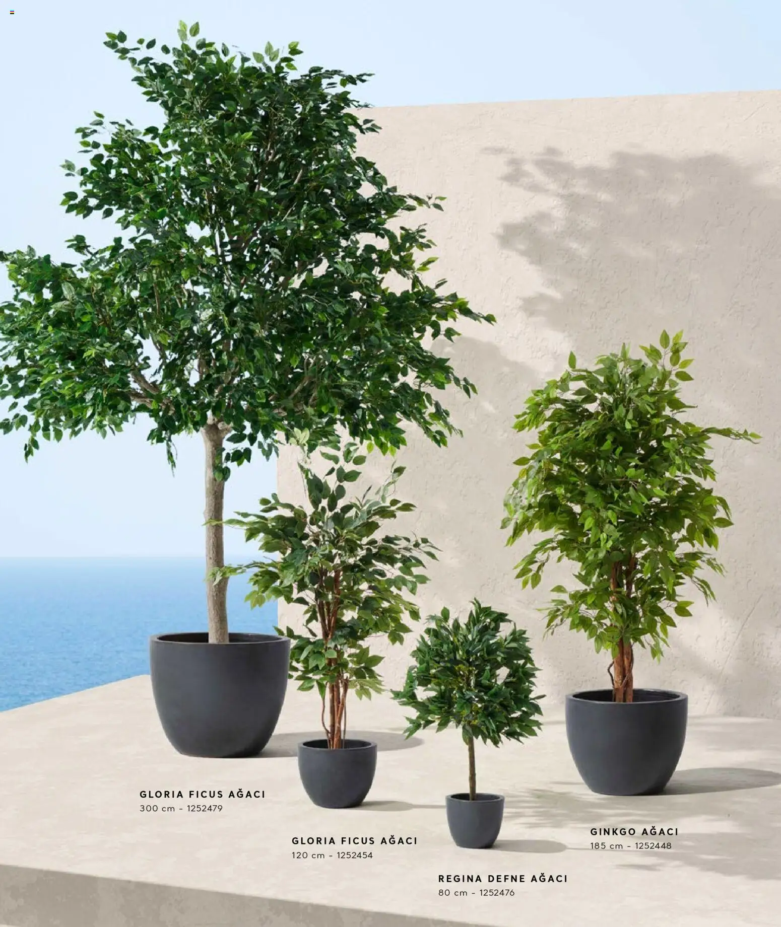 Mudo - Katalog  Ağaç 2026 - 01.01.2026 tarihinden itibaren geçerlidir | Sayfa: 4 | Ürünler: Defne