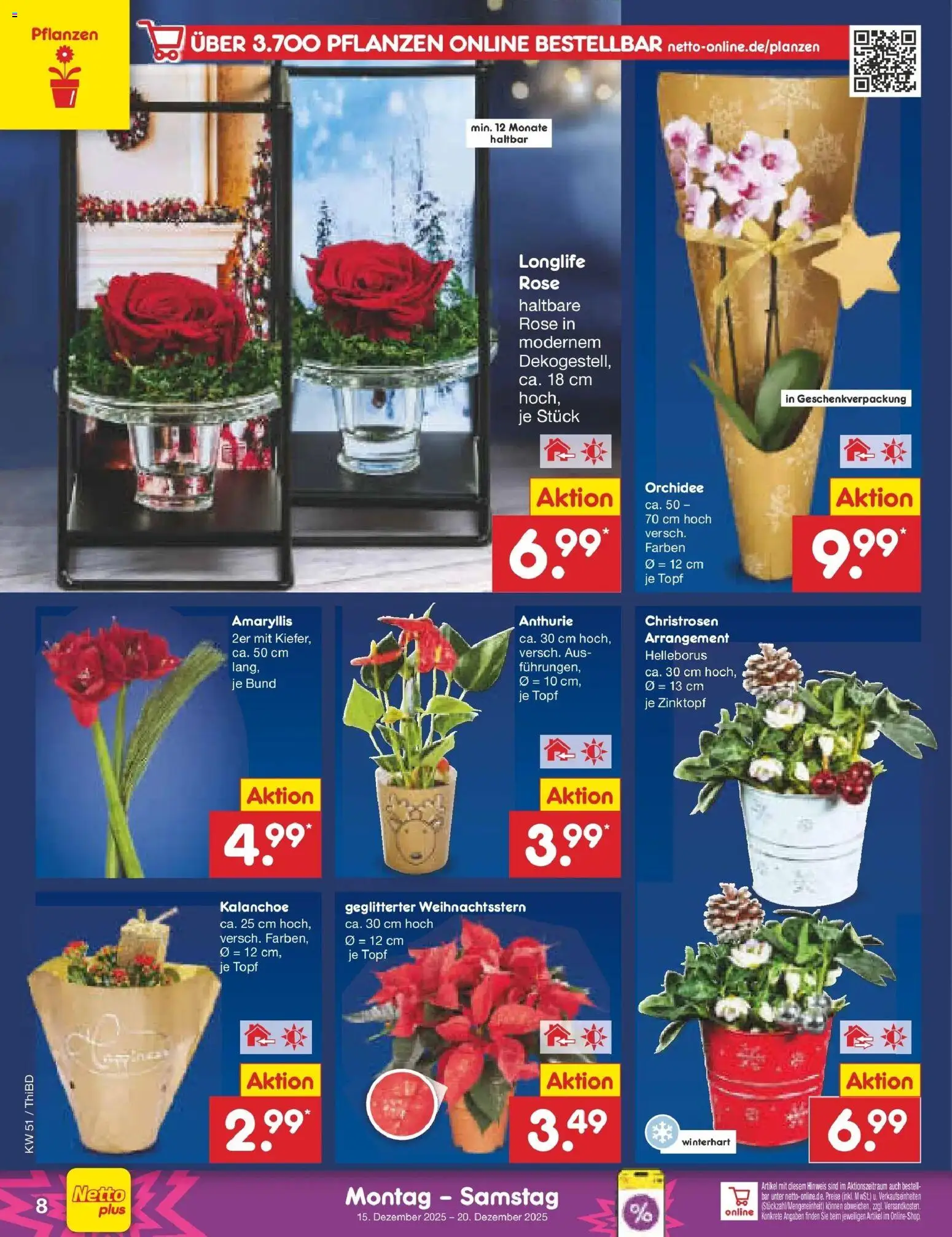 Netto Marken-Discount prospekt Thiendorf	 – gültig ab 15.12.2025 | Seite: 8 | Produkte: Orchidee