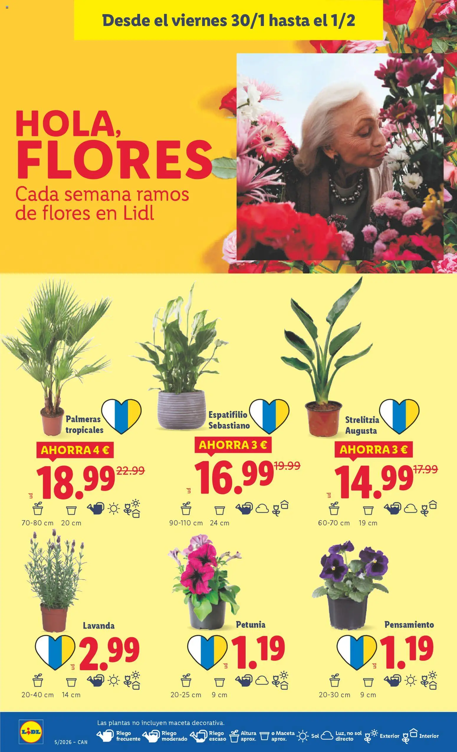 Lidl - Canarias │ válido desde el 26.01.2026 | Página: 42 | Productos: Palmeras, Maceta