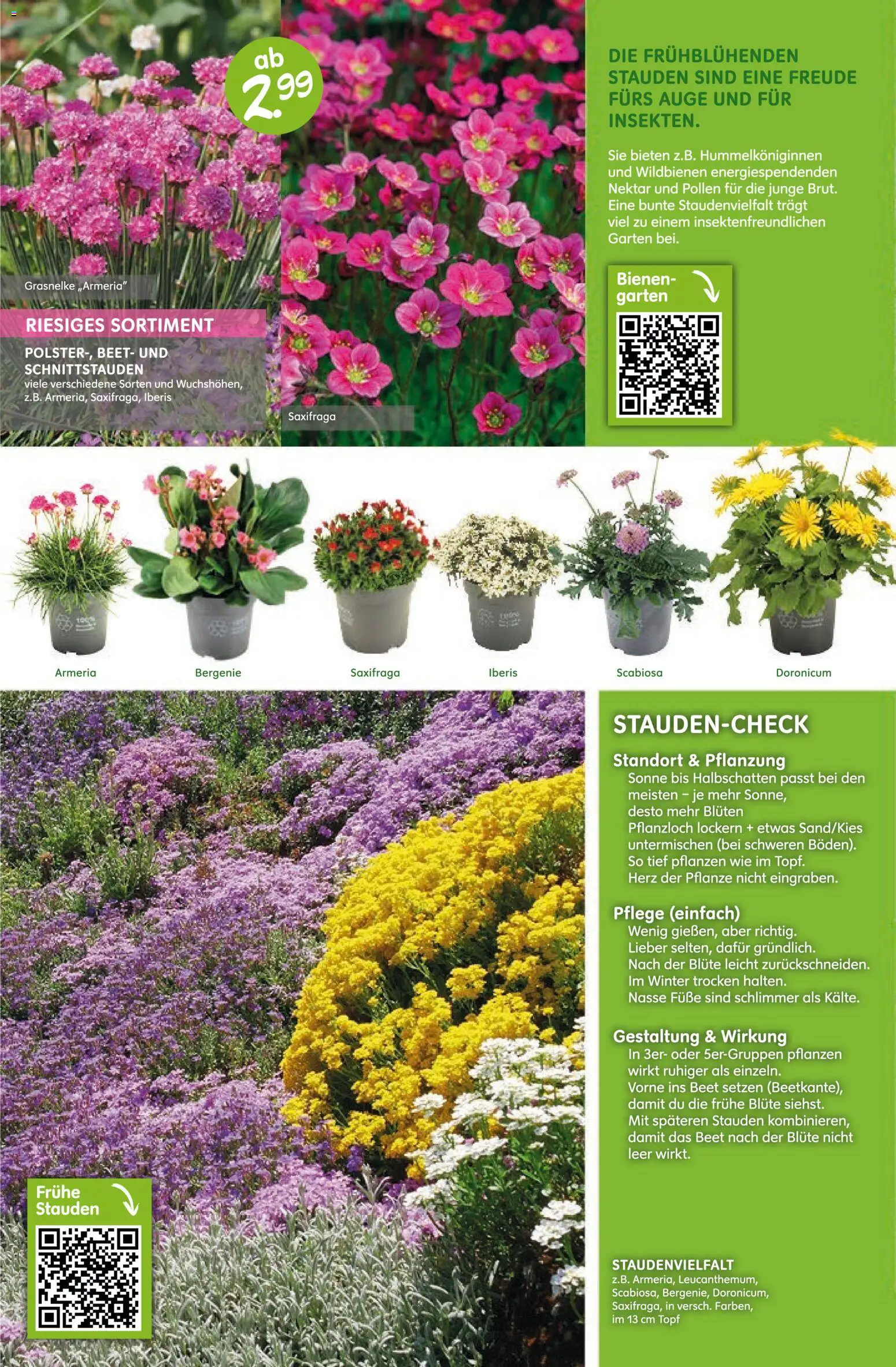 Blumen Risse Prospekt 	 – gültig ab 12.03.2026 | Seite: 8