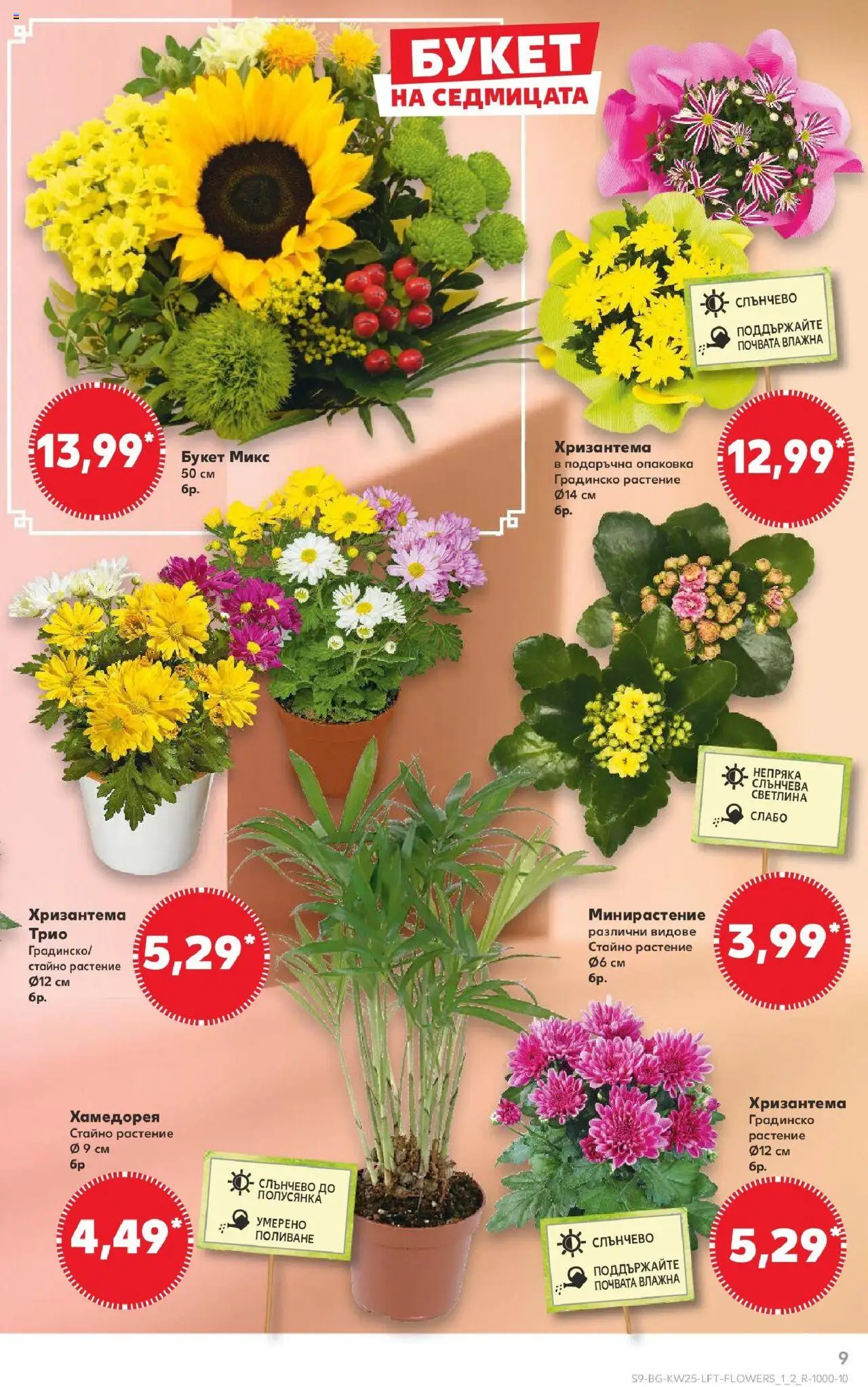  | Страница: 9 | Продукти: Хризантема