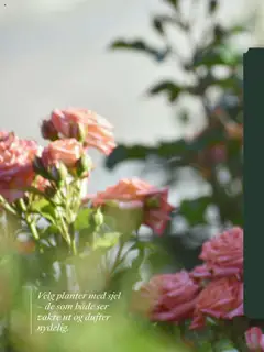 Forhåndsvisning av Plantasjen kundeavis gyldig fra 25.07.2025 | Side: 16