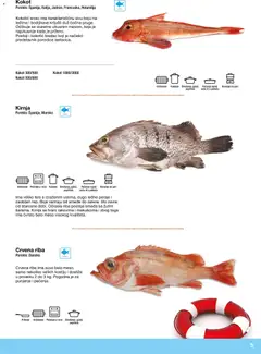 Metro riba i plodovi mora - pregled Metro kataloga - važi od 10.12.2025 | Strana: 5 | Proizvode: Sto, Riba