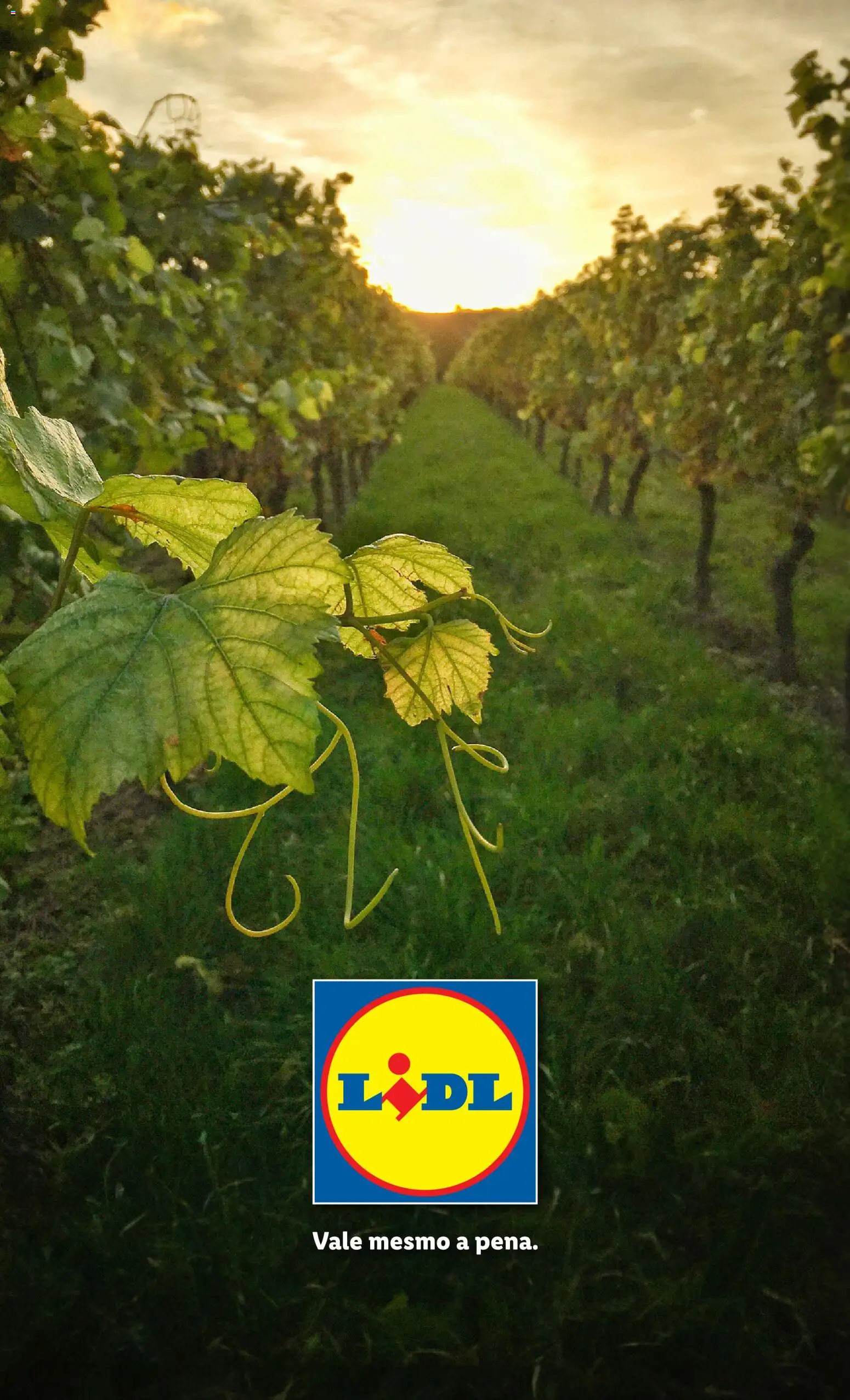 Lidl folheto │ válido de 26.01.2026 | Página: 32