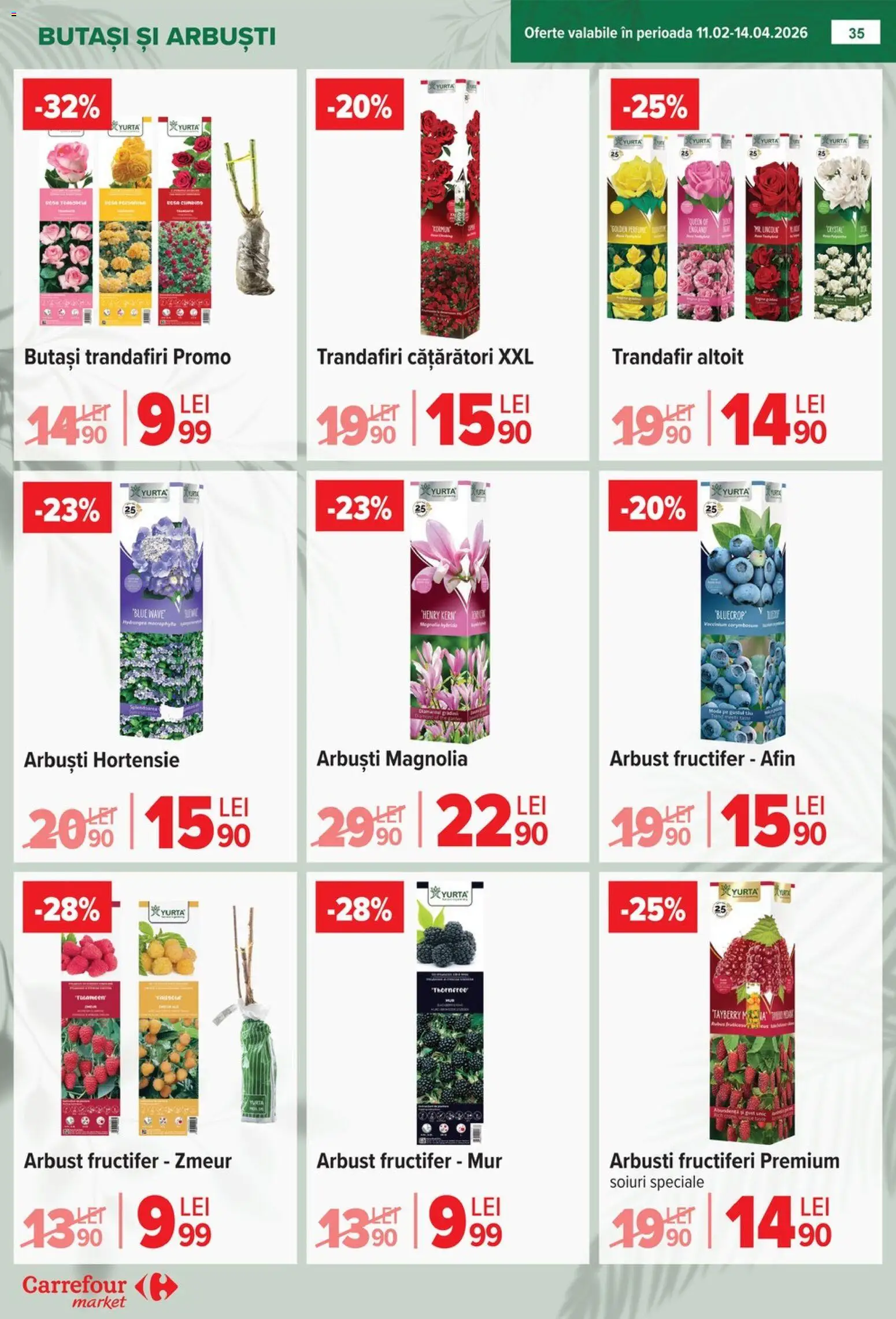 Noul catalog Carrefour – valabil de la 04.02.2026 | Pagină: 36 | Produse: Trandafir