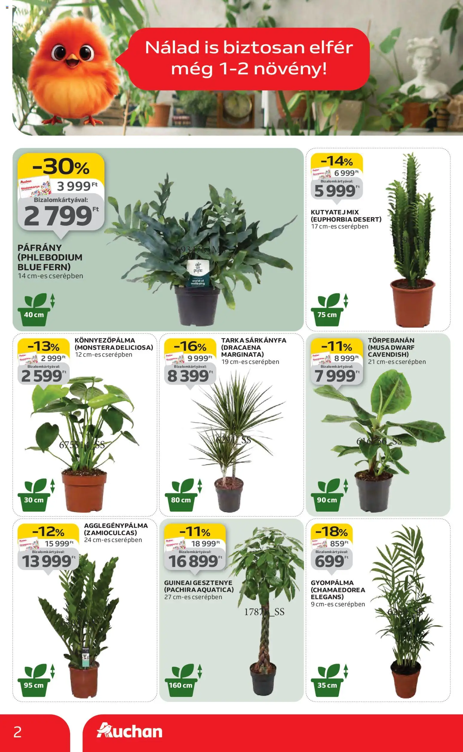 Auchan akciós ujság - amely érvényes a következő dátumtól: 22.01.2026 | Oldal: 2