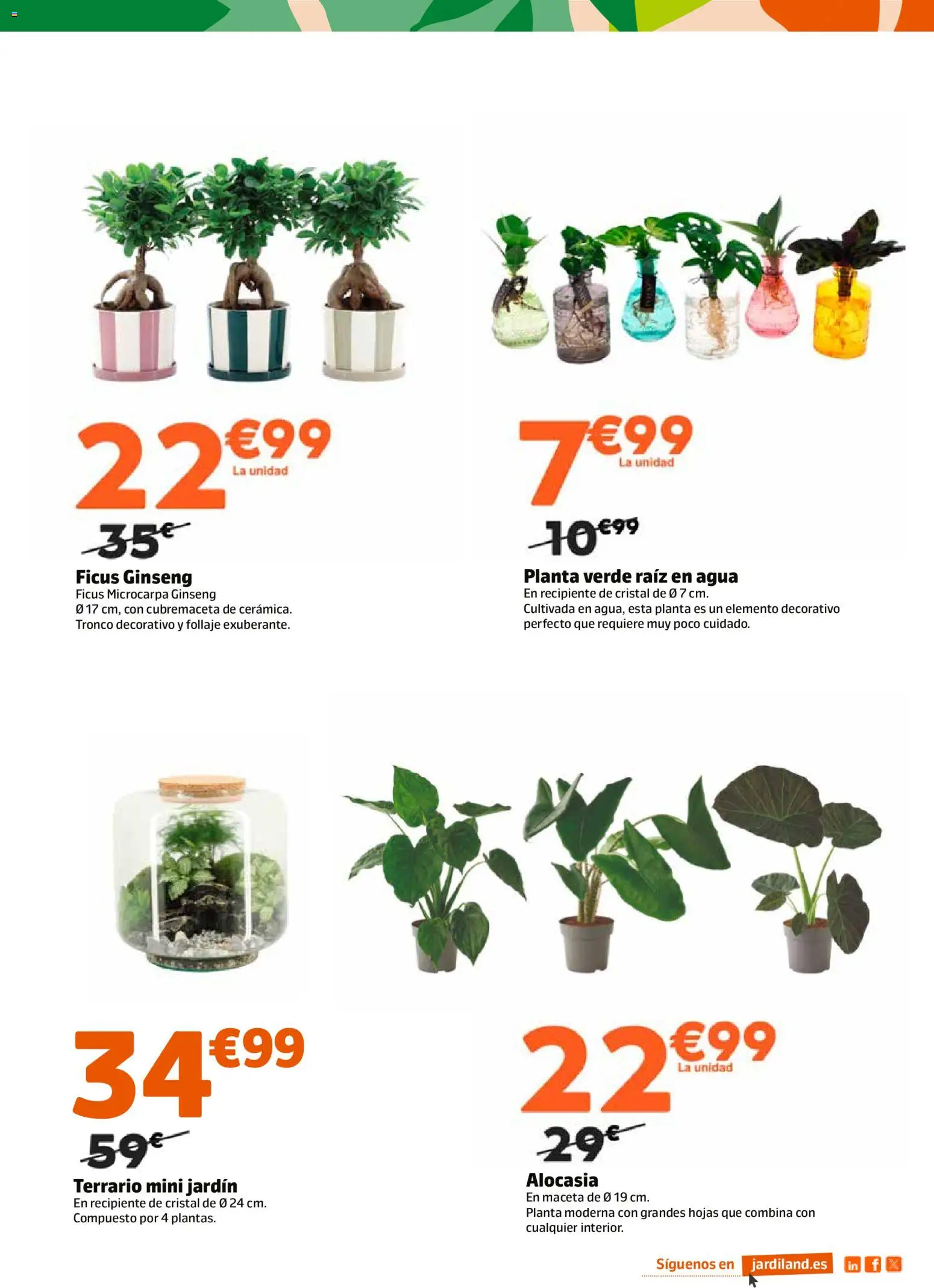 Jardiland folleto │ válido desde el 15.01.2026 | Página: 5 | Productos: Maceta