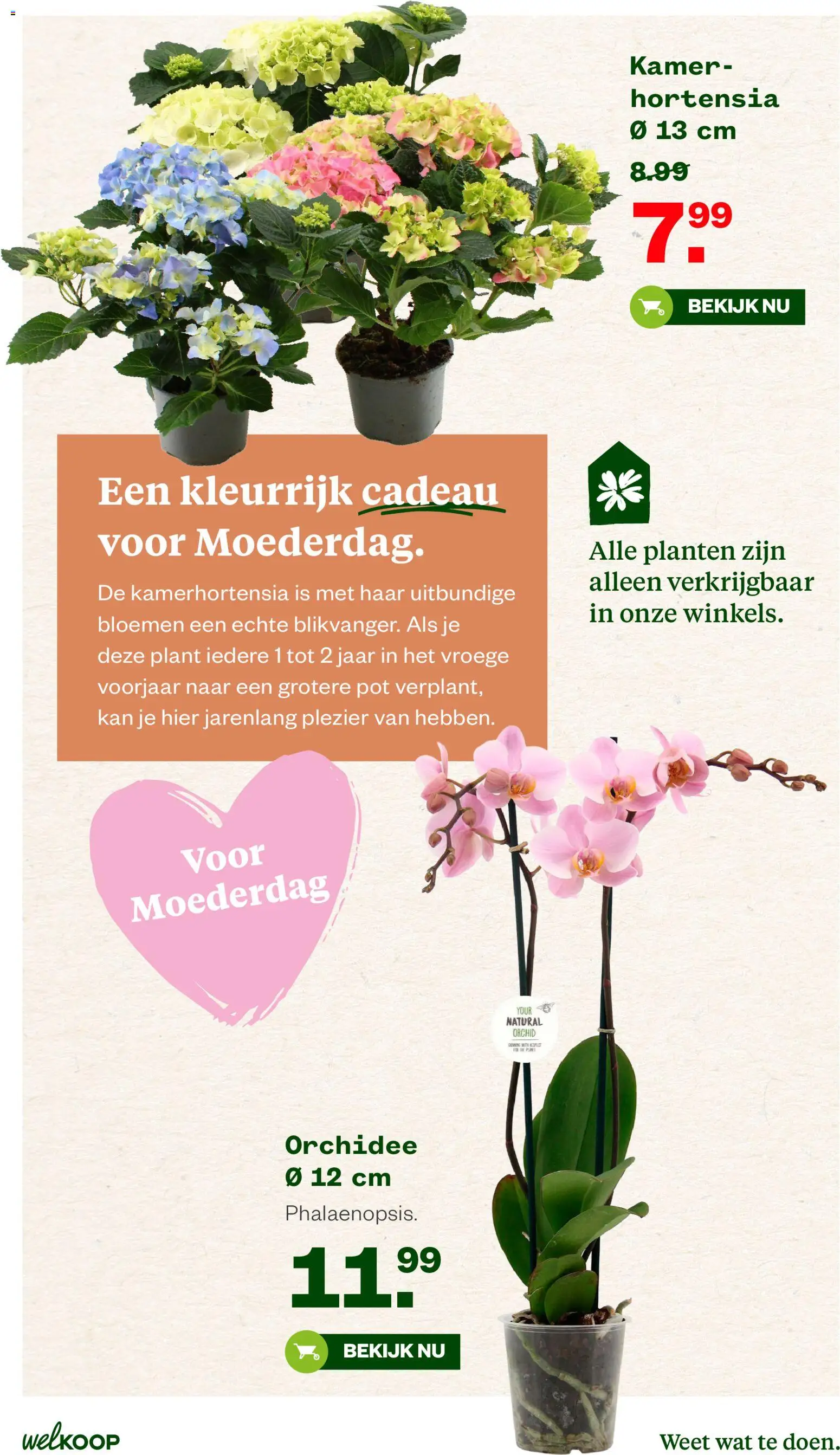 {H1} | Pagina: 6 | Producten: Pot, Kan, Bloemen