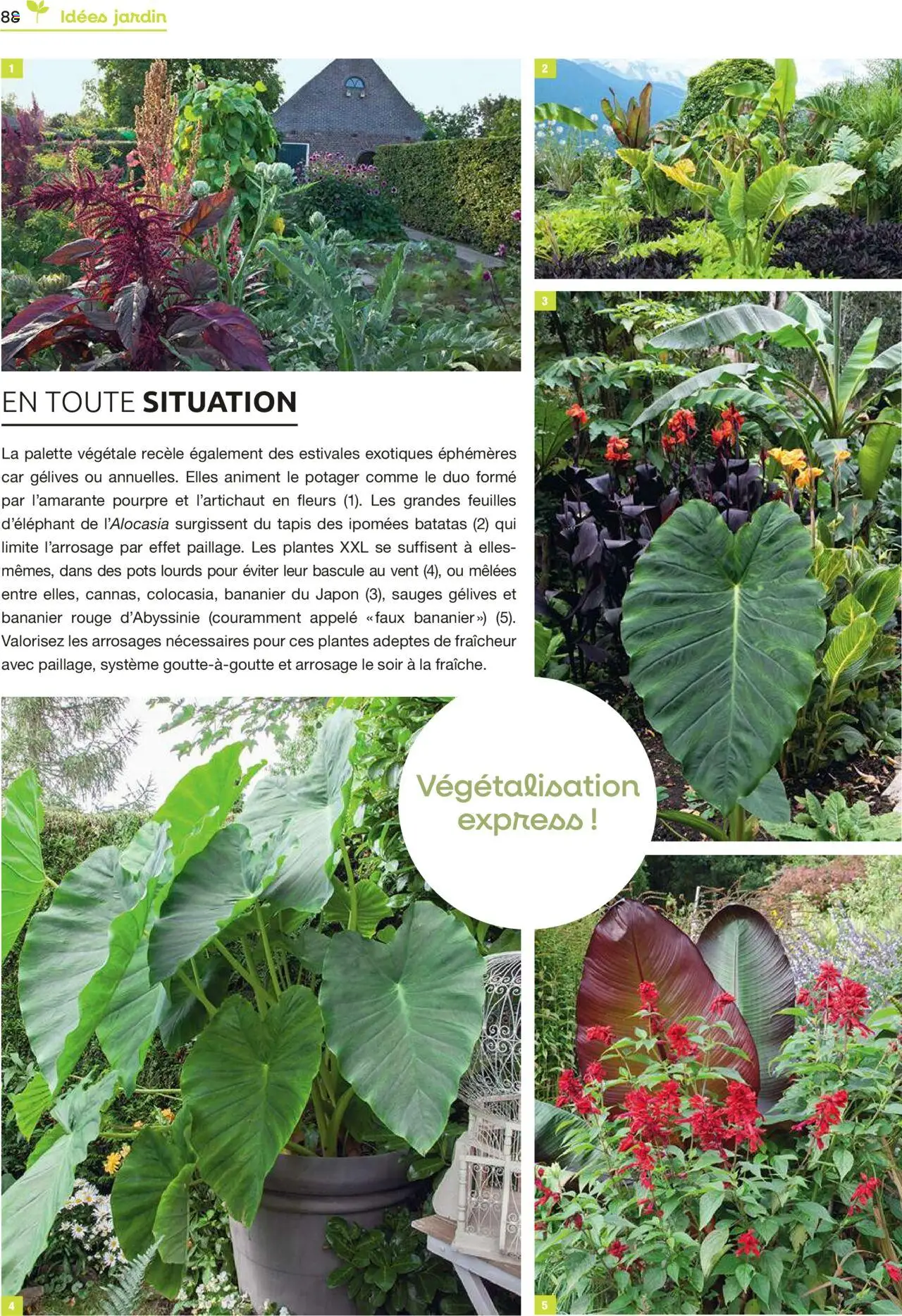  | Page: 88 | Produits: Le potager, Bananier, Plantes, Tapis