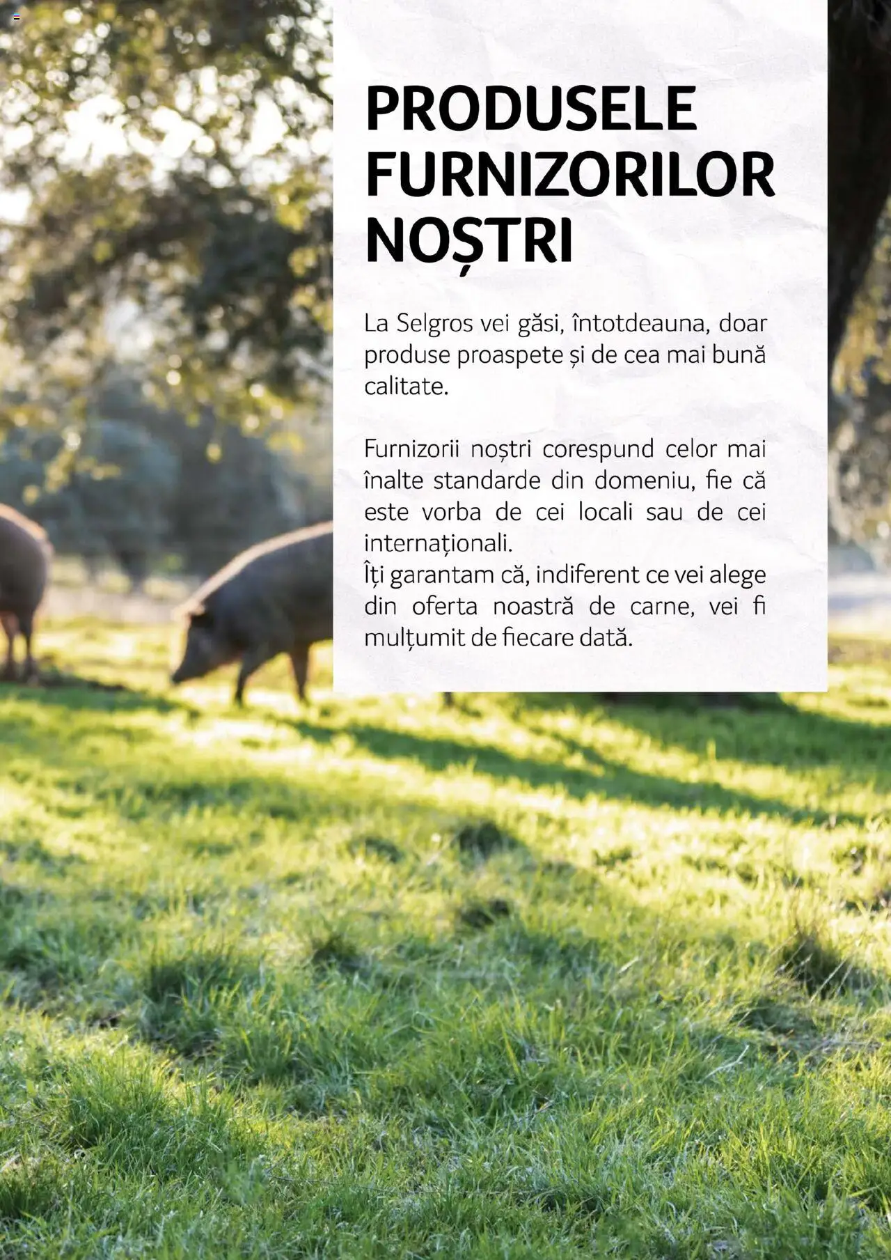 Catalog Selgros - Carne – valabil de la 27.04.2023 | Pagină: 85 | Produse: Cuptor, Masă, Lapte