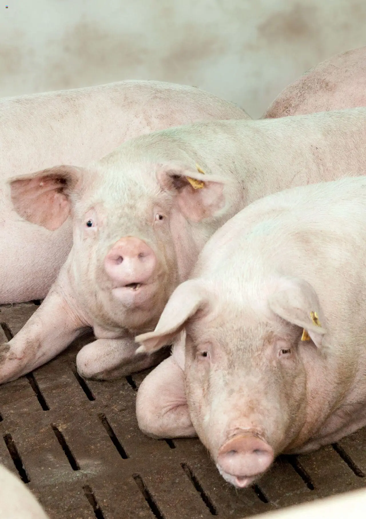 Lagerhaus Prospekt Zuchtsau & Ferkel gültig ab 14.03.2025 | Seite: 4