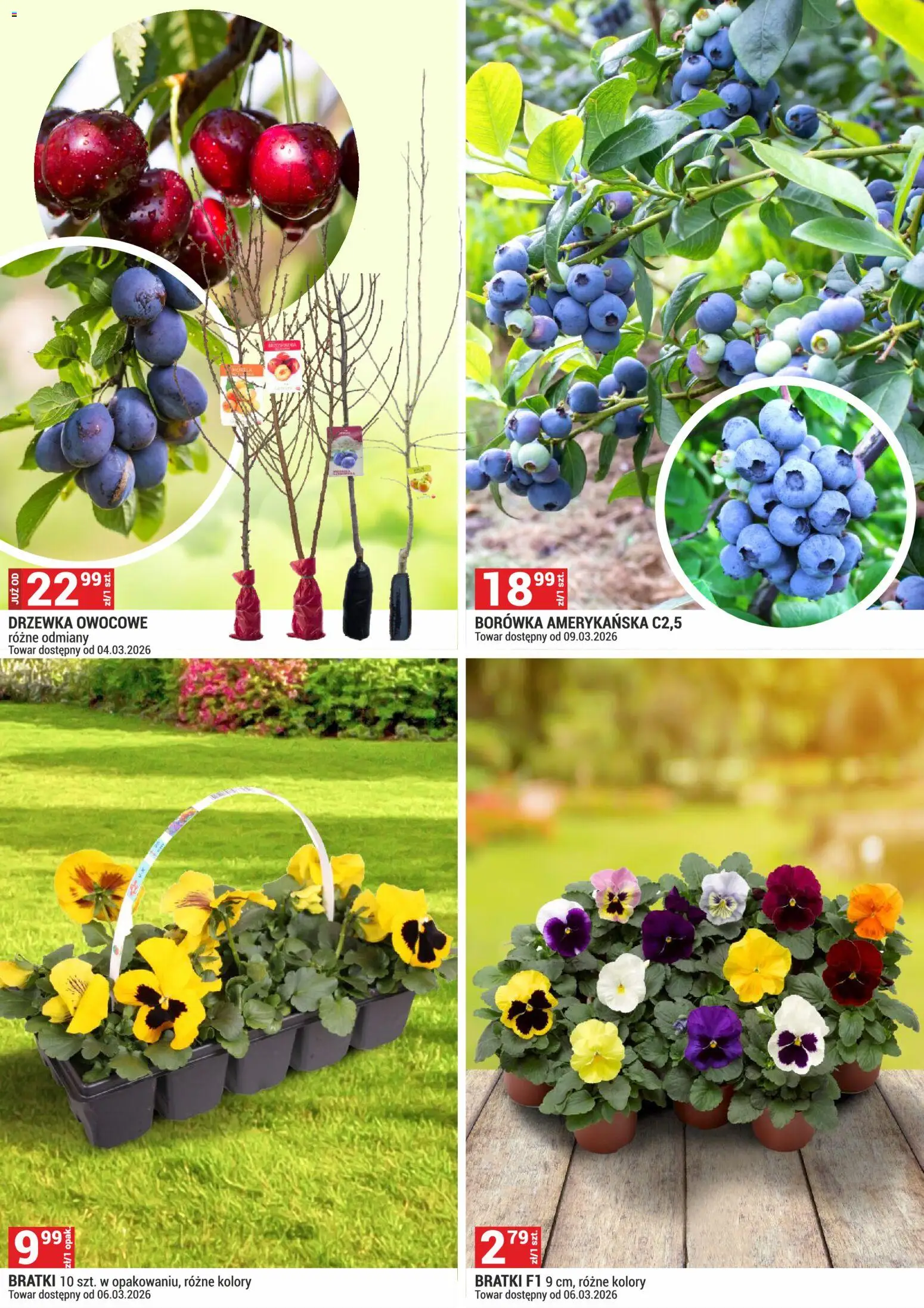 Merkury Market gazetka - Pawilony ogrodowe od 01.03.2026 | Strona: 4 | Produkty: Borówka amerykańska, Bratki, Drzewka owocowe
