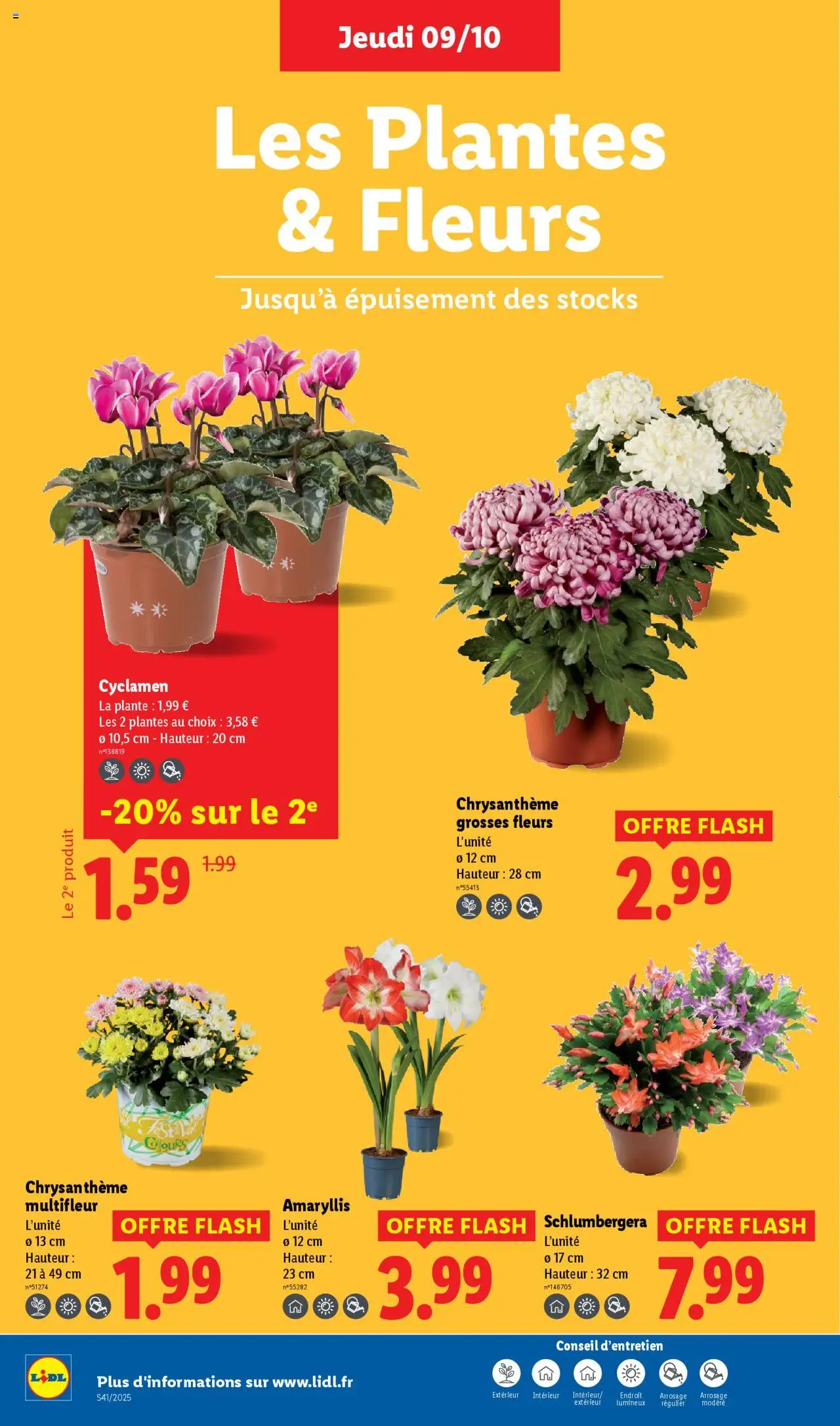 {H1} | Page: 28 | Produits: Plantes, Chrysanthème