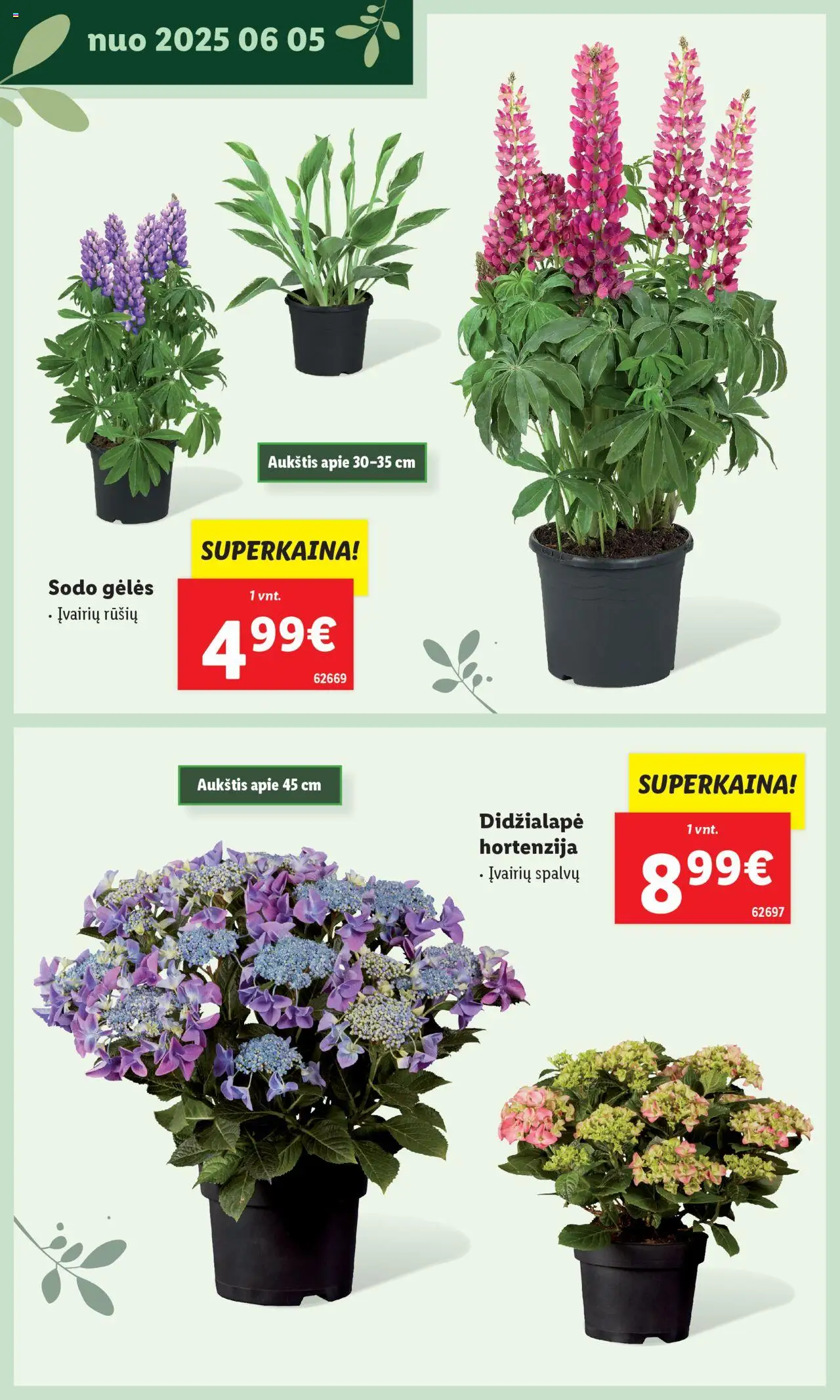 LIDL leidinys - Švenčiame sodą│galioja nuo 12.05.2025 | Puslapis: 26