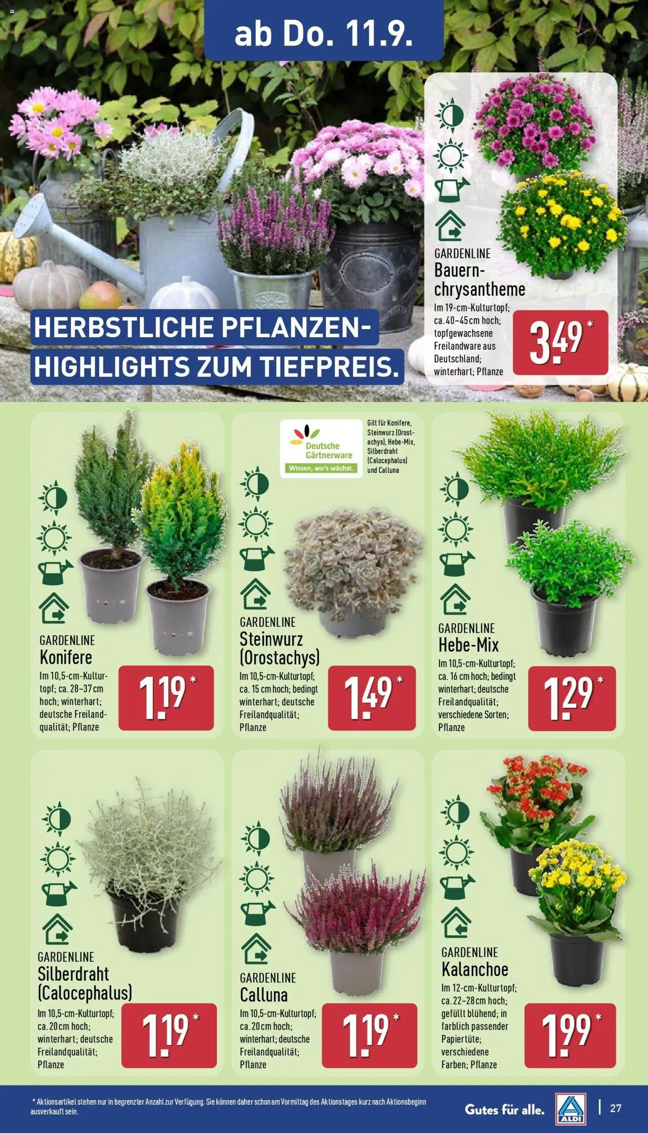Aldi Prospekt Hildburghausen – gültig ab 07.09.2025 | Seite: 31