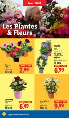 LIDL - Prévisualisation de Hortensia ou pivoine, L'unité, Ø 17 cm, Hauteur: 10 à 40 cm valide à partir de 19.03.2026 | Page: 26