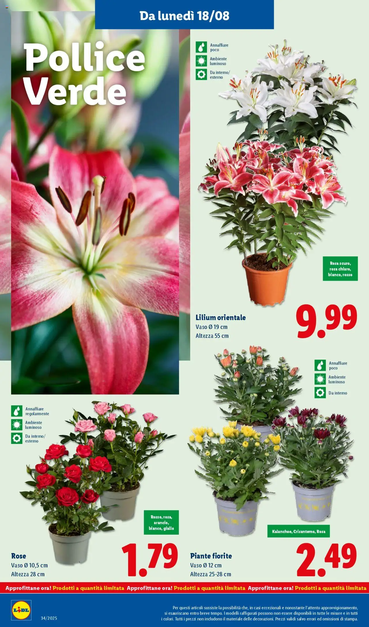 Volantino Lidl del 18.08.2025 | Pagina: 36 | Prodotti: Vaso