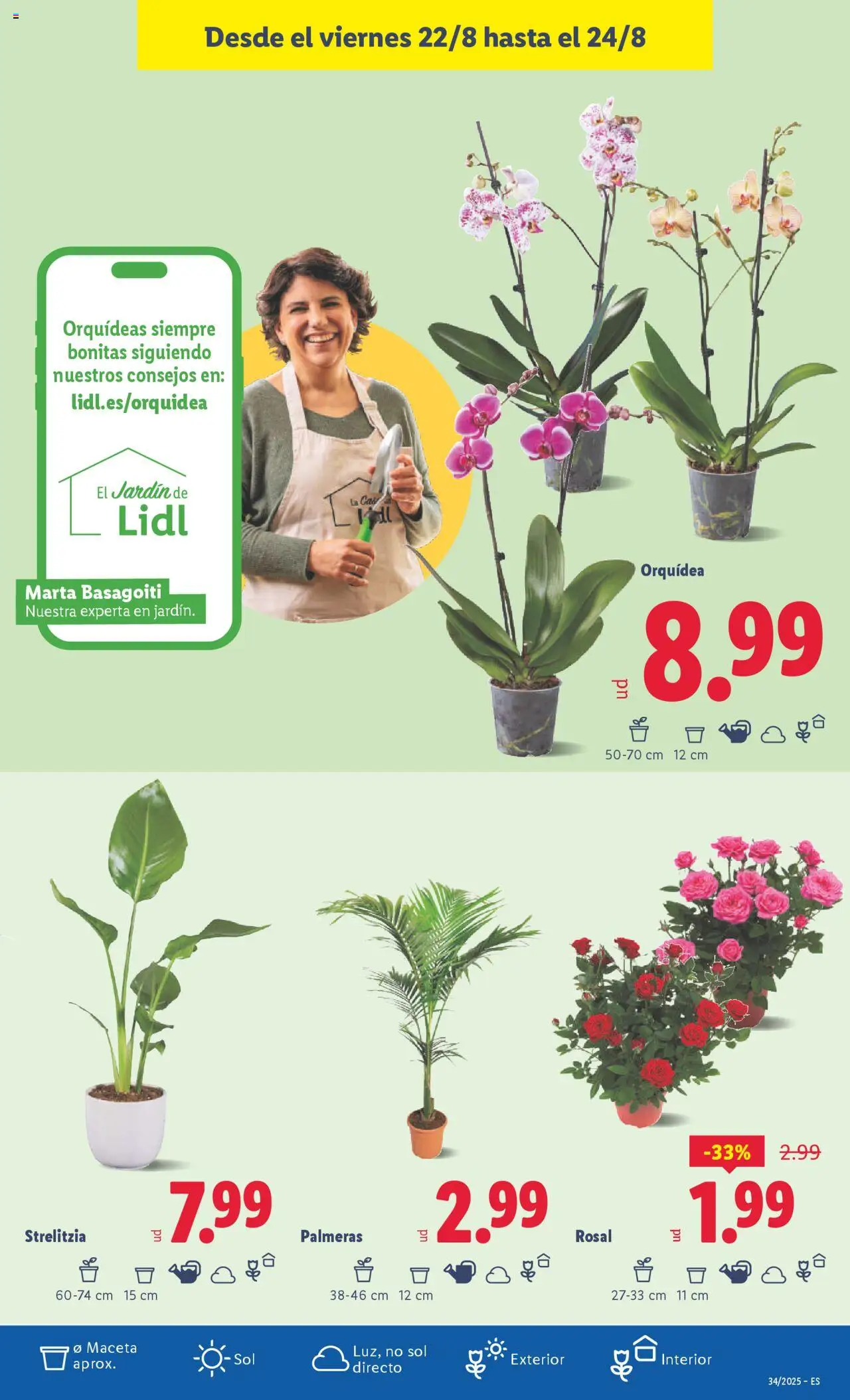 Lidl catálogo BCN │ válido desde el 18.08.2025 | Página: 43 | Productos: Palmeras, Maceta