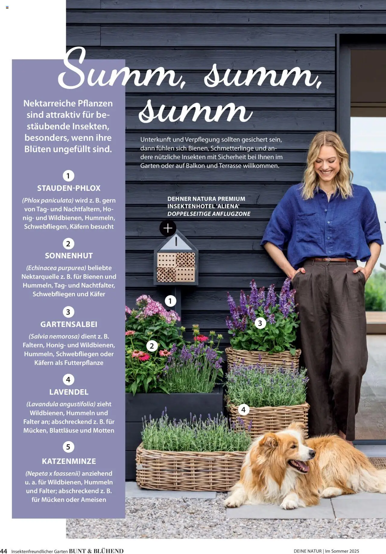 Dehner Prospekt - Deine Natur – gültig ab 23.04.2025 | Seite: 44 | Produkte: Lavendel