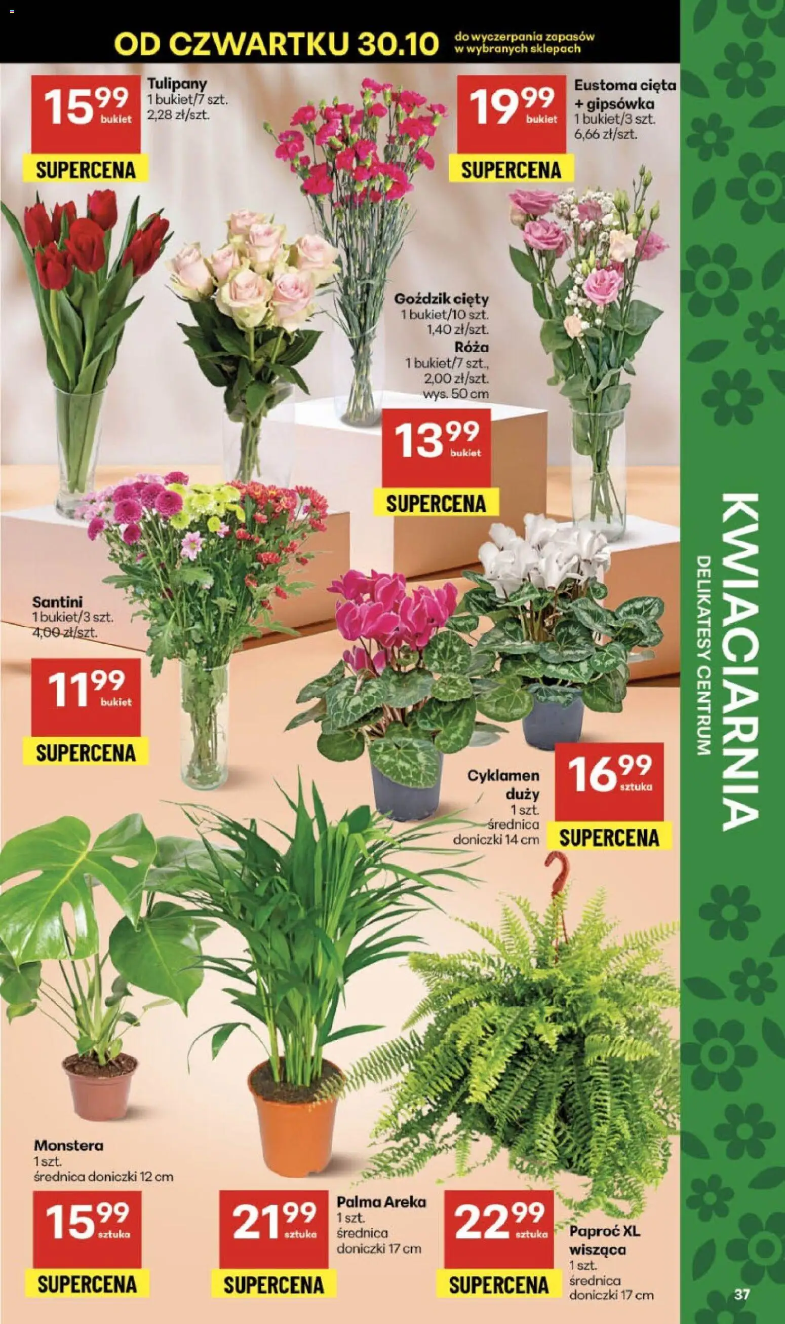 Delikatesy Centrum Gazetka od 30.10.2025 | Strona: 37 | Produkty: Paproć, Delikatesy, Doniczki, Tulipany