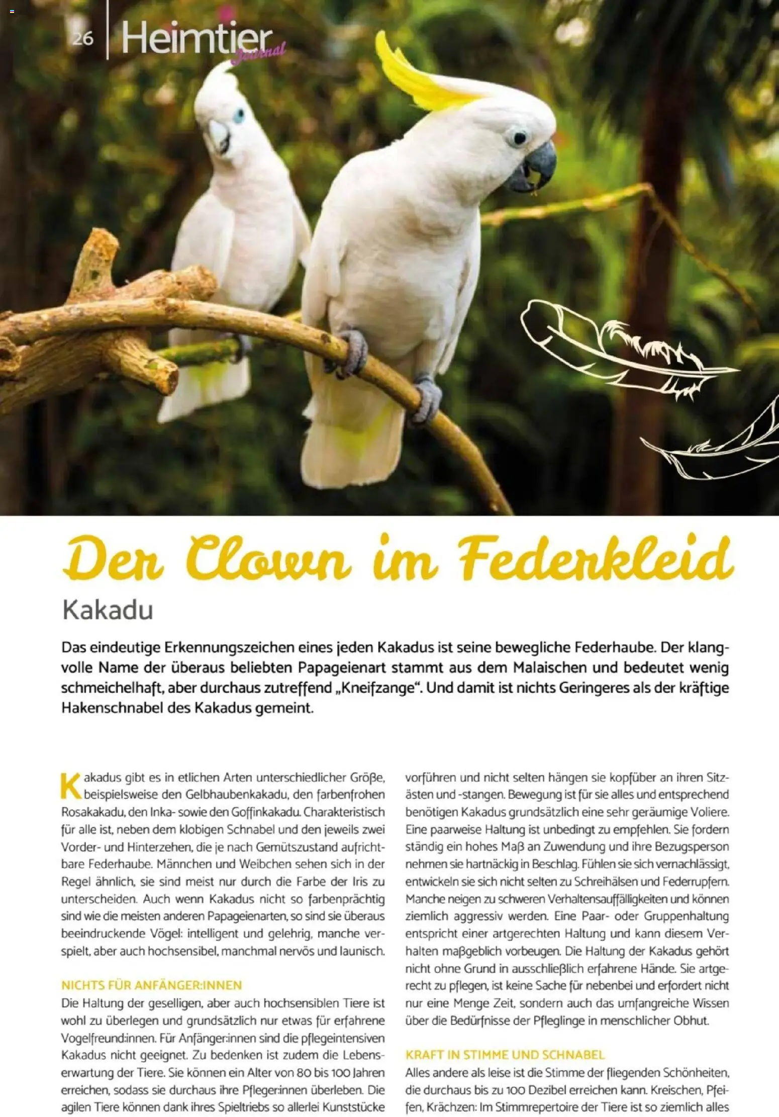 zookauf Heimtier Journal – gültig ab 01.04.2026 | Seite: 26