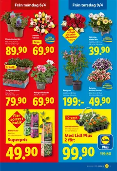 Lidl erbjudanden - Förhandsvisning av reklamblad från butik Lidl aktuell från 06.04.2026 | Sida: 20 | Produkter: Pelargon, Stjärnöga
