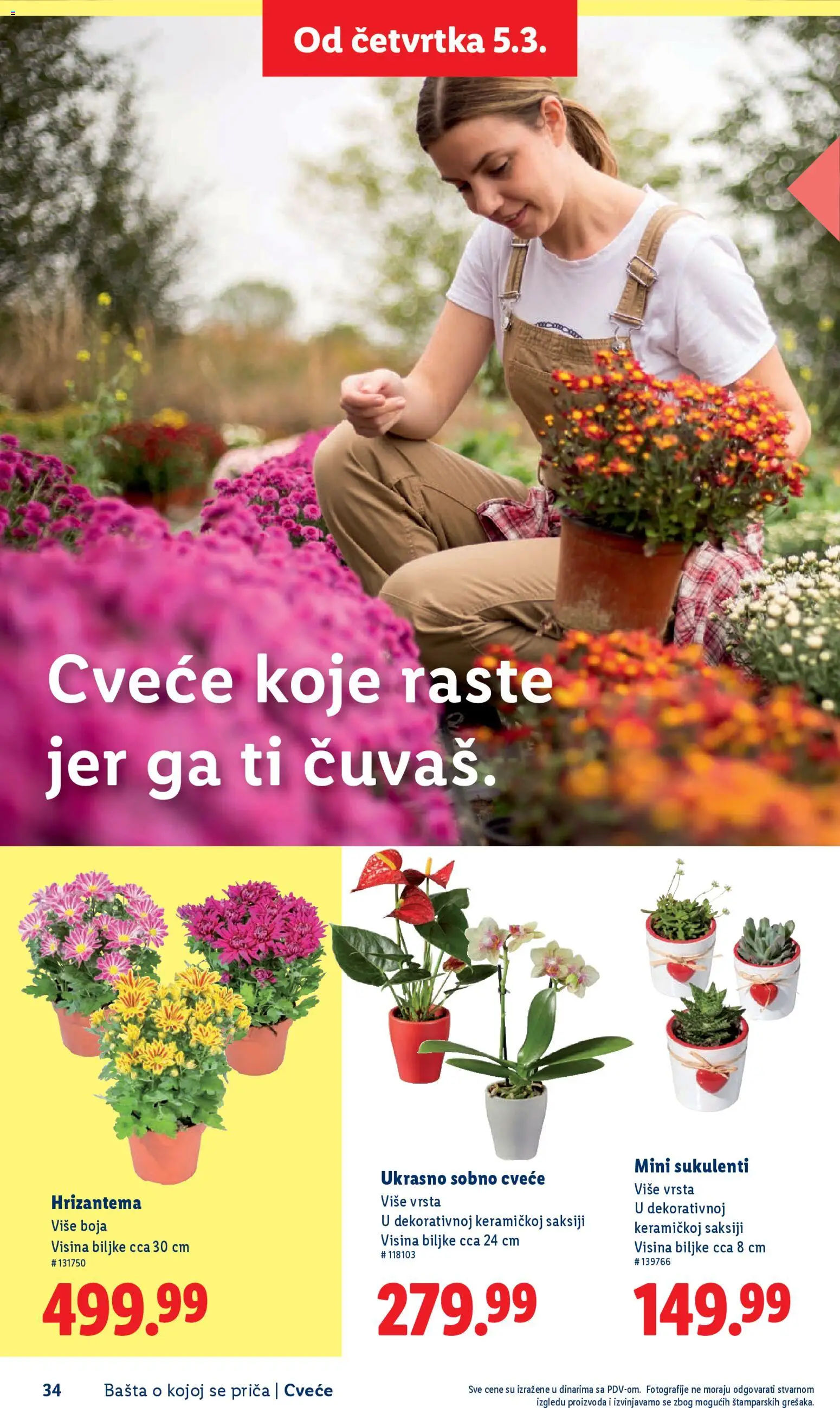 Lidl katalog - važi od 26.02.2026 | Strana: 34 | Proizvode: Hrizantema, Cvece