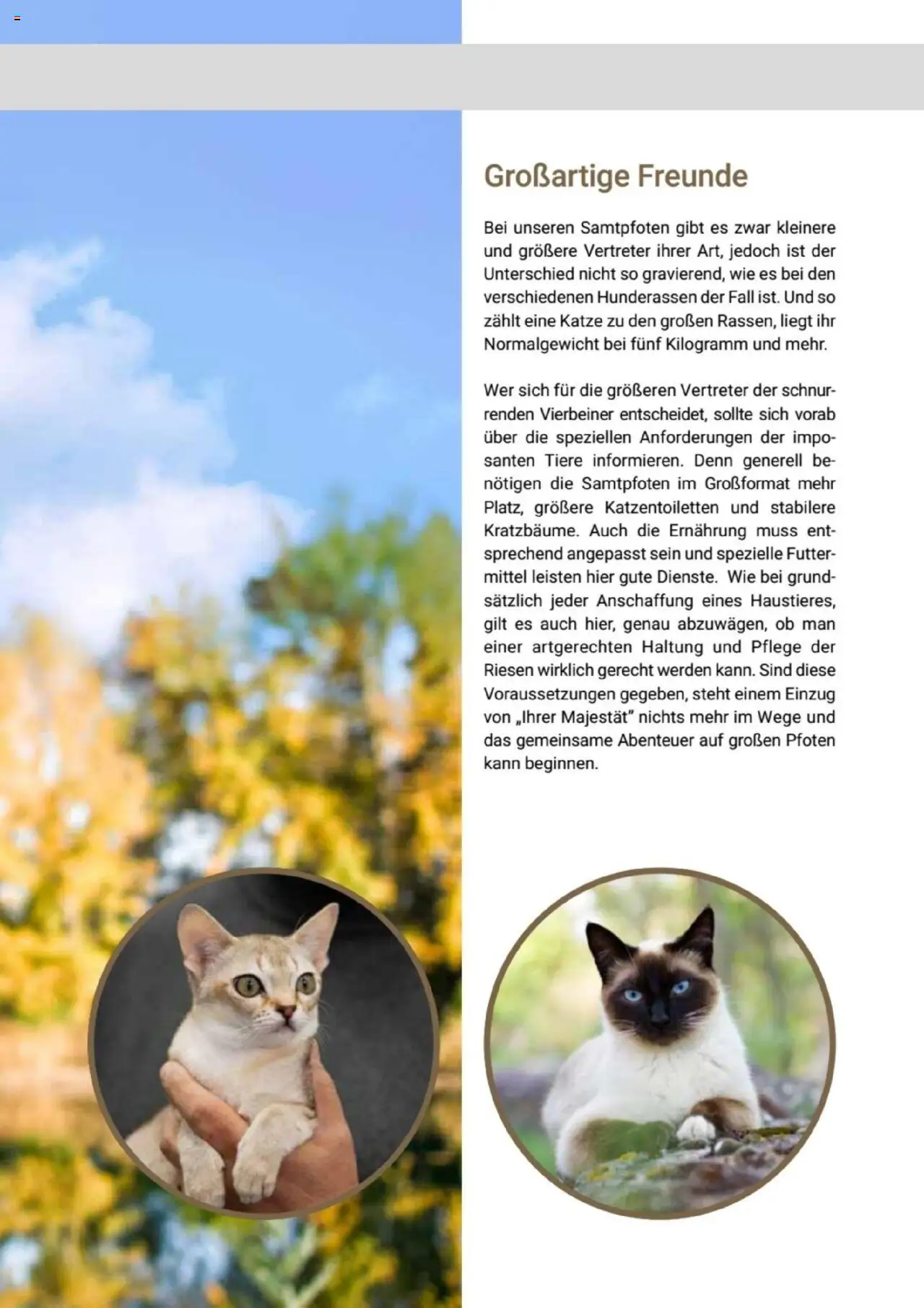 zookauf Themenkatalog Katze – gültig ab 01.10.2025 | Seite: 19