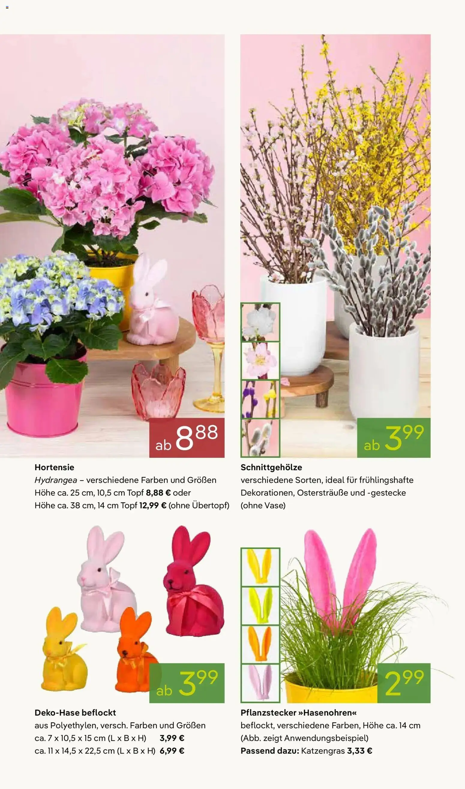 Pflanzen-Kölle - Pflanzen-Kölle: Weltfrauentag – gültig ab 02.03.2026 | Seite: 3 | Produkte: Hortensie, Vase