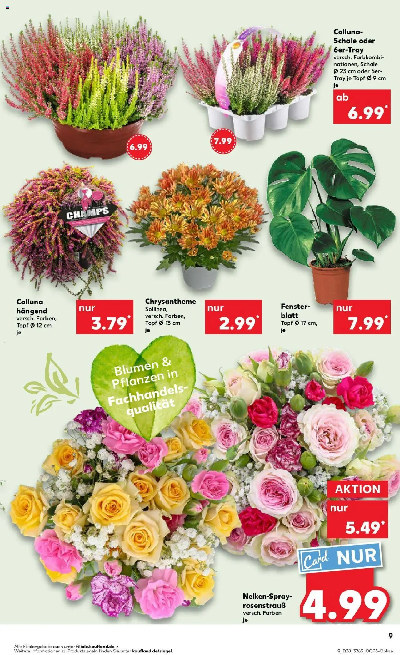 Kaufland prospekt Eisenberg	 – gültig ab 21.09.2025 | Seite: 9 | Produkte: Blumen