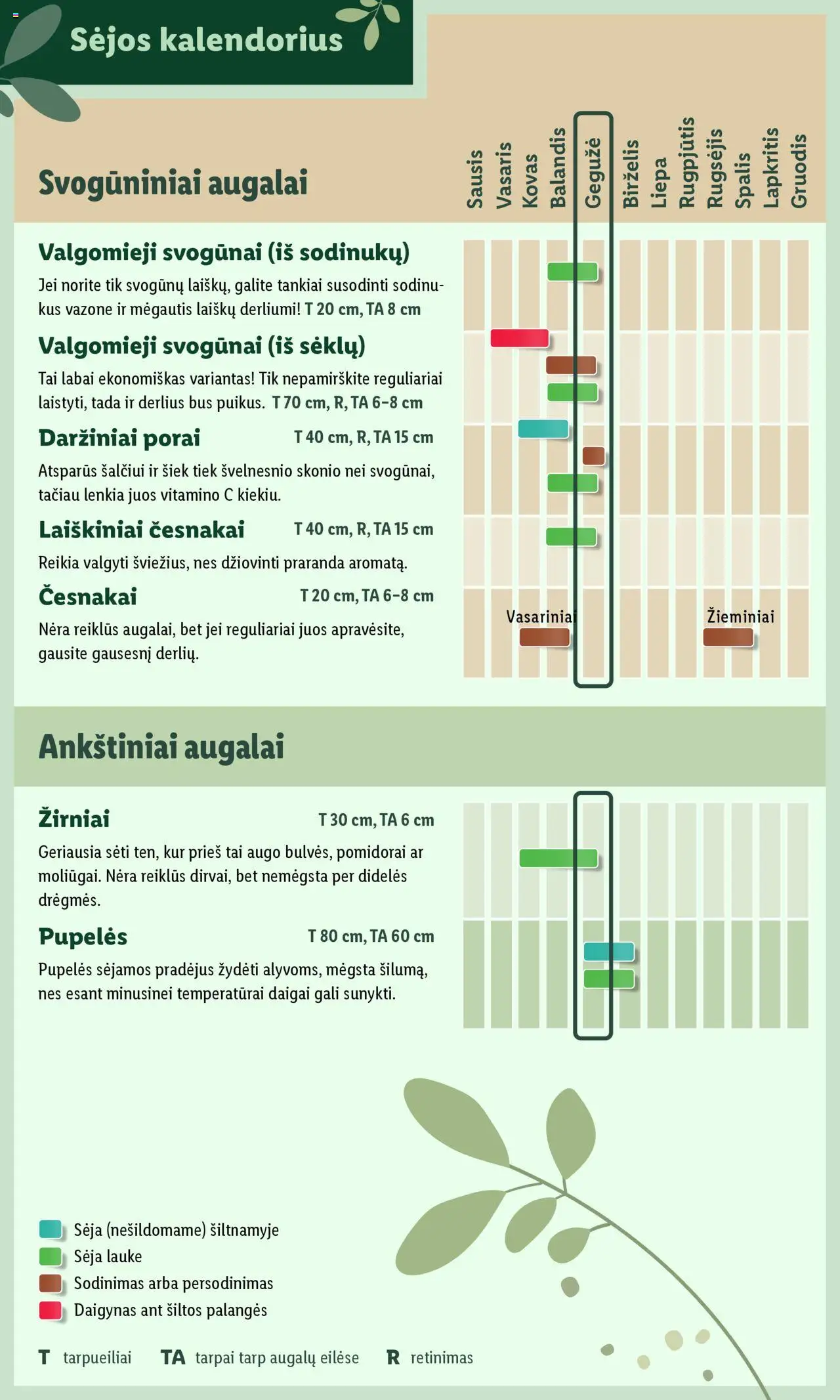 LIDL leidinys - Švenčiame sodą│galioja nuo 12.05.2025 | Puslapis: 6 | Prekių: Pupelės, Svogūnai, Pomidorai