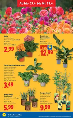 Lidl - Flugblatt ab 23.04.2026 gültig | Seite: 35