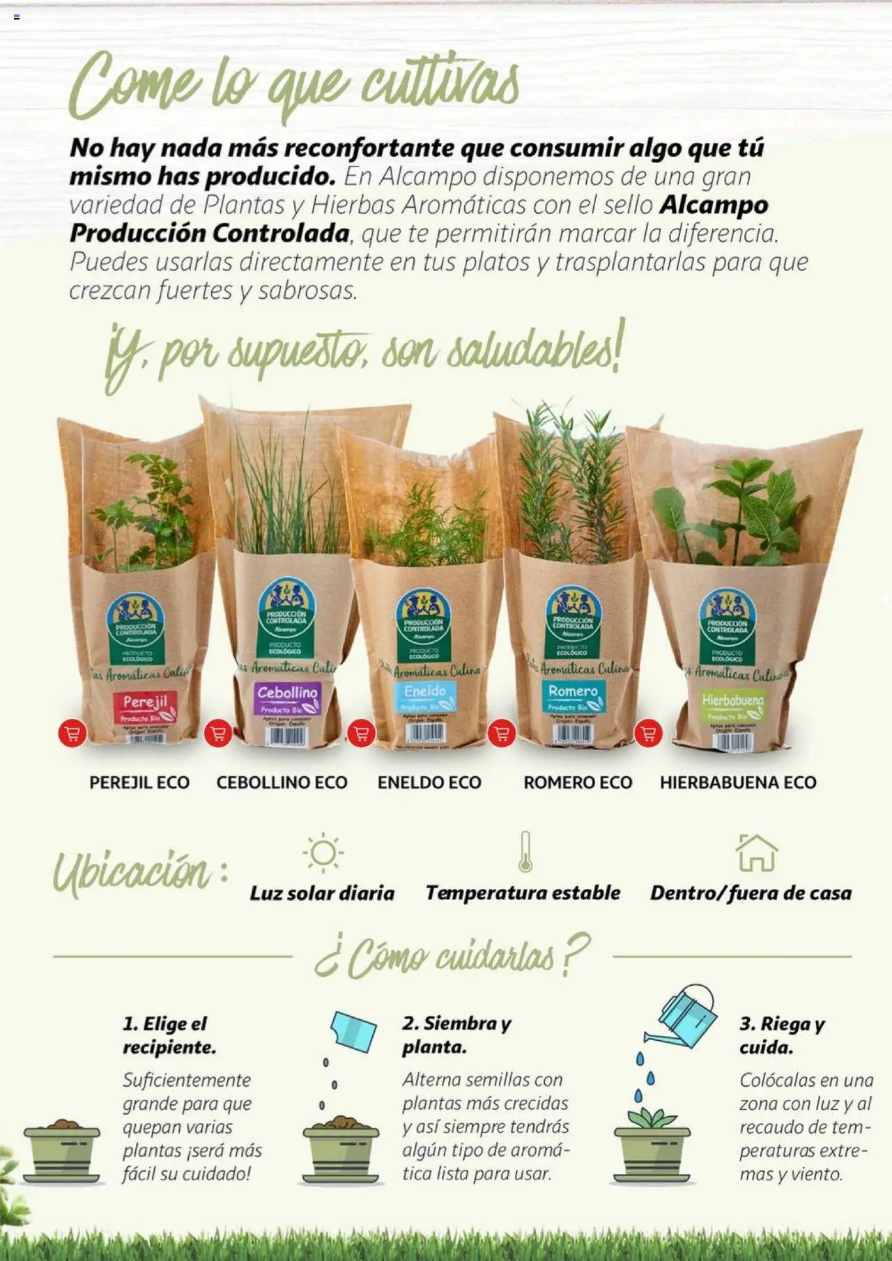 Alcampo - Jardín │ válido desde el 11.02.2025 | Página: 14 | Productos: Té