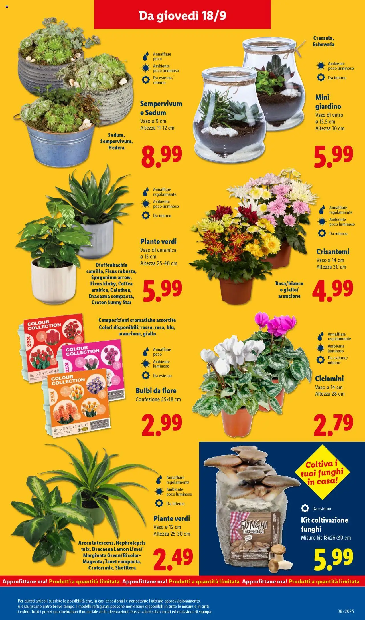 Volantino Lidl del 15.09.2025 | Pagina: 47 | Prodotti: Funghi, Crisantemi, Vaso