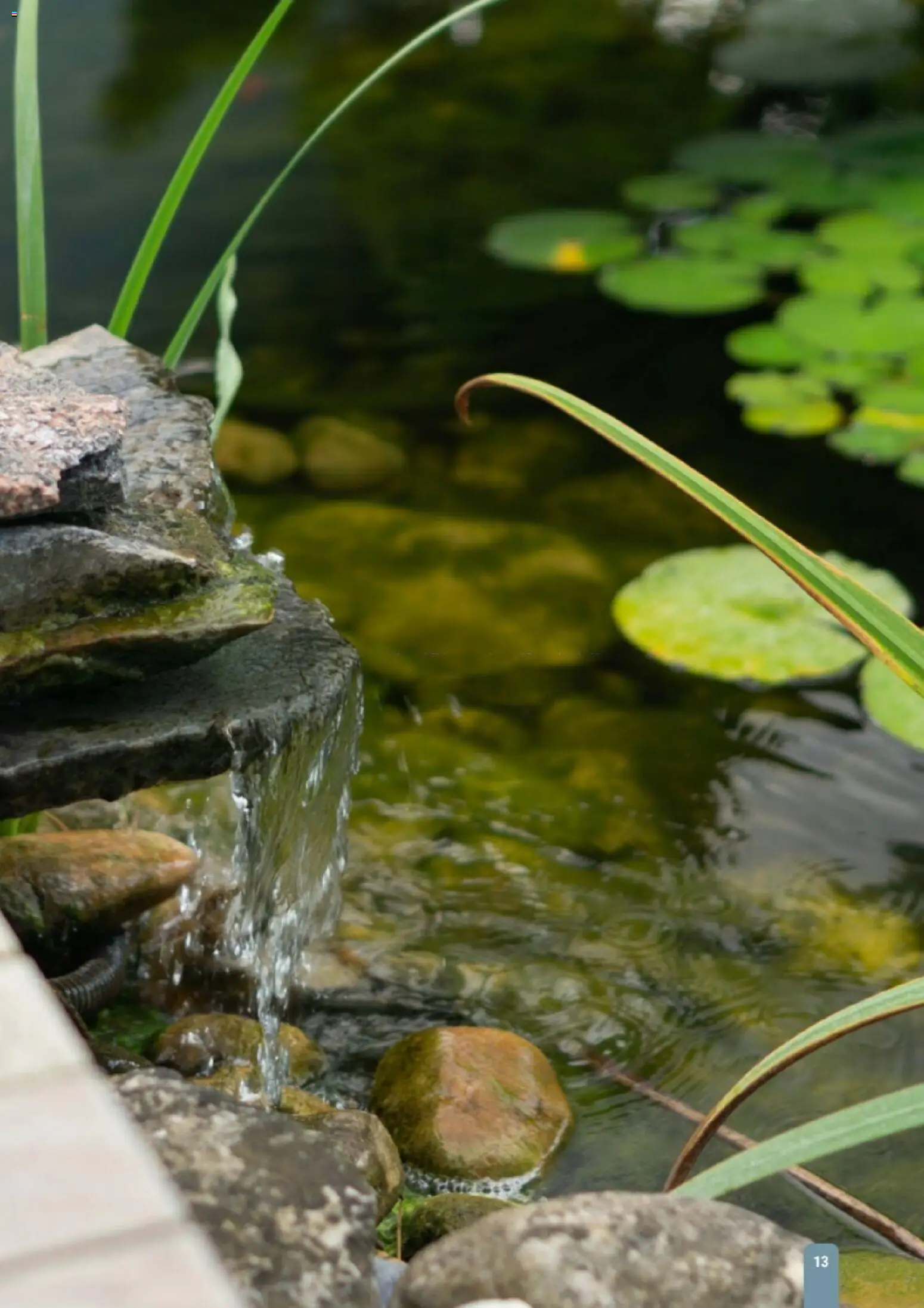 zookauf Themenkatalog Teich – gültig ab 23.03.2026 | Seite: 13