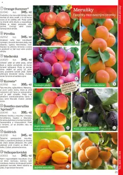 Starkl katalog podzim 2025 od 01.08.2025 | Strana: 25 | Produkty: Švestky, Meruňky