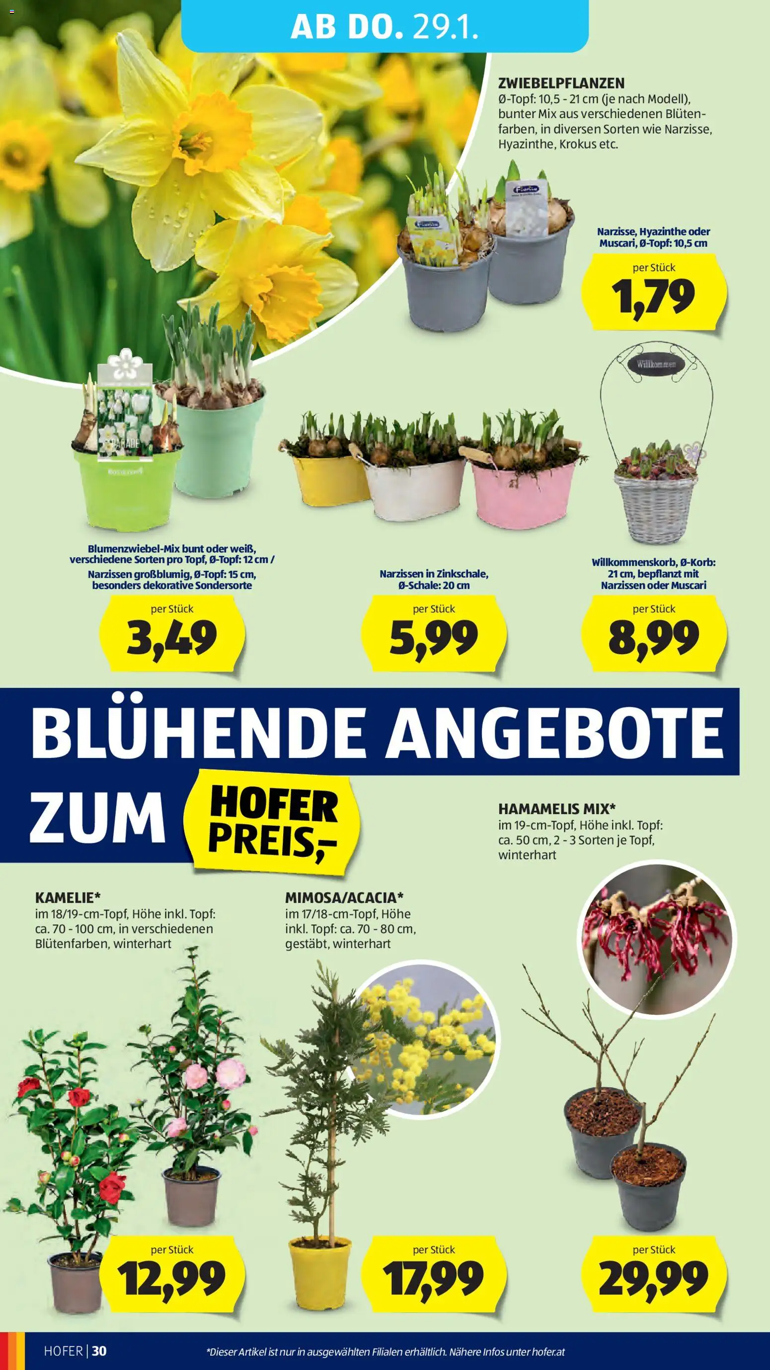 Hofer Flugblatt gültig ab 23.01.2026 | Seite: 34