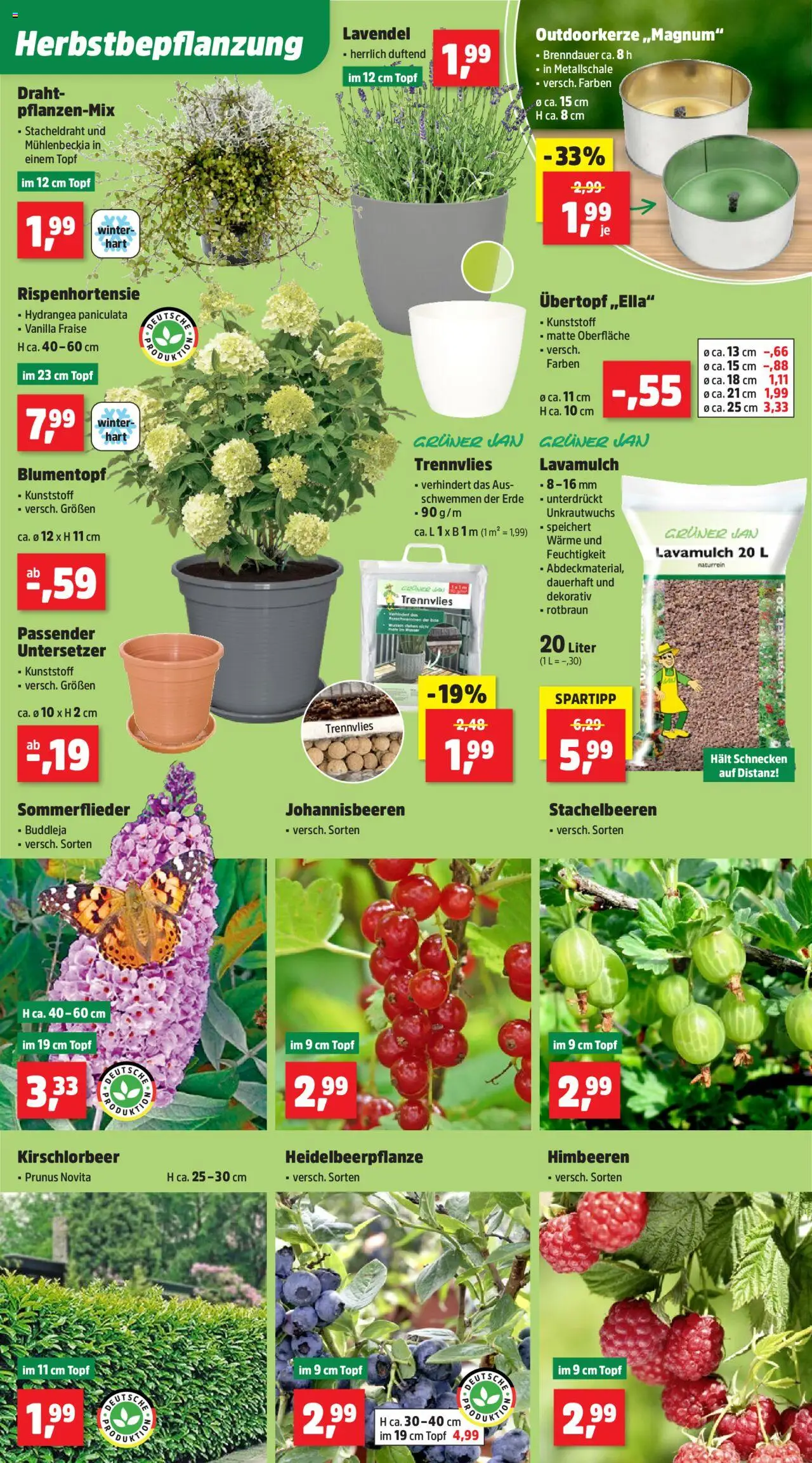 Thomas Philipps Prospekt 	 - gültig ab dem 25.08.2025 | Seite: 2 | Produkte: Himbeeren, Blumentopf, Lavendel