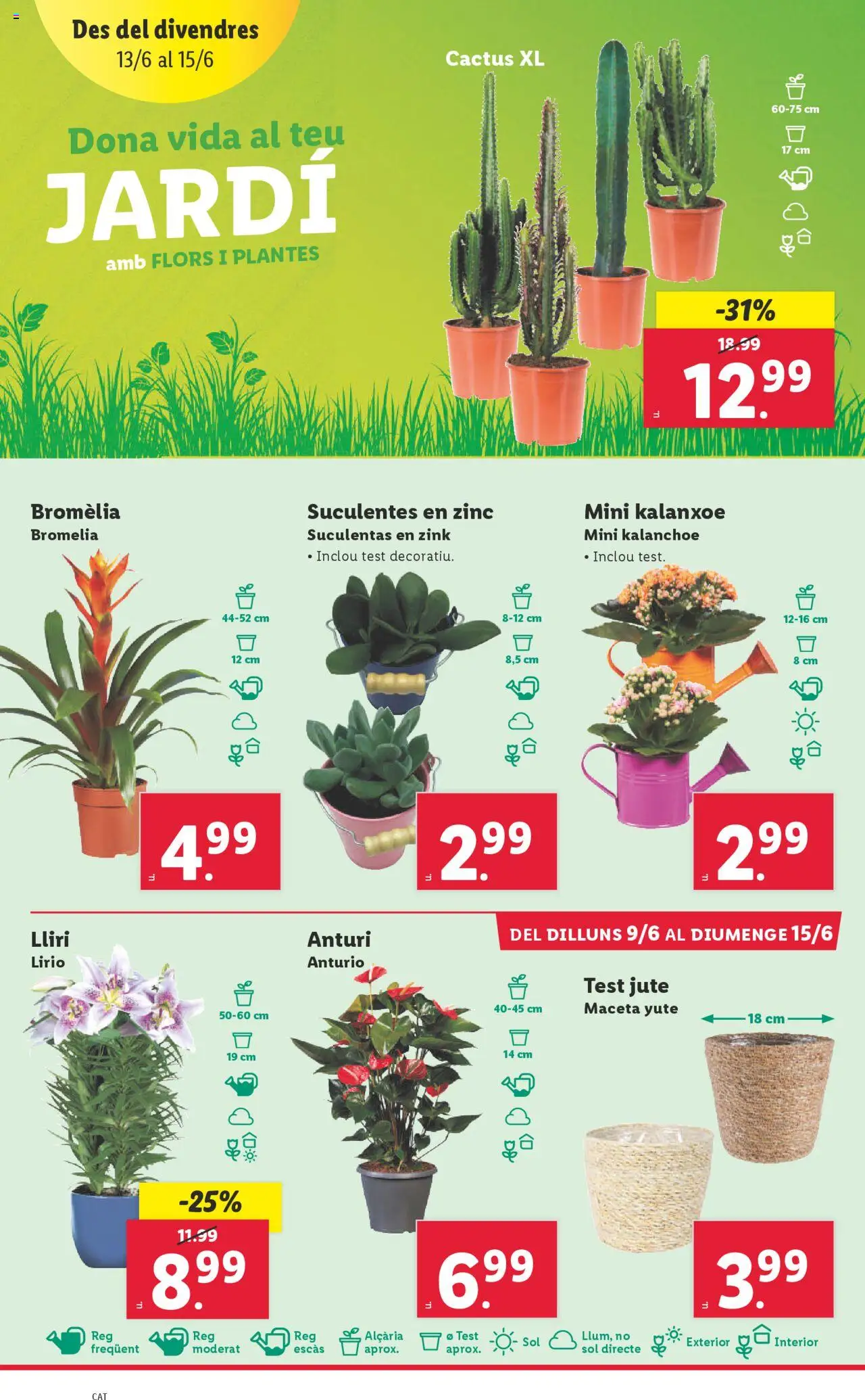Lidl catálogo BCN │ válido desde el 09.06.2025 | Página: 42 | Productos: Maceta