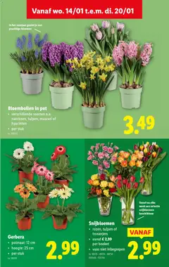 Gerbera, potmaat: 12 cm, hoogte: 25 cm, per stuk - Voorbeeld van een folder van Lidl, geldig van 14.01.2026 | Pagina: 35